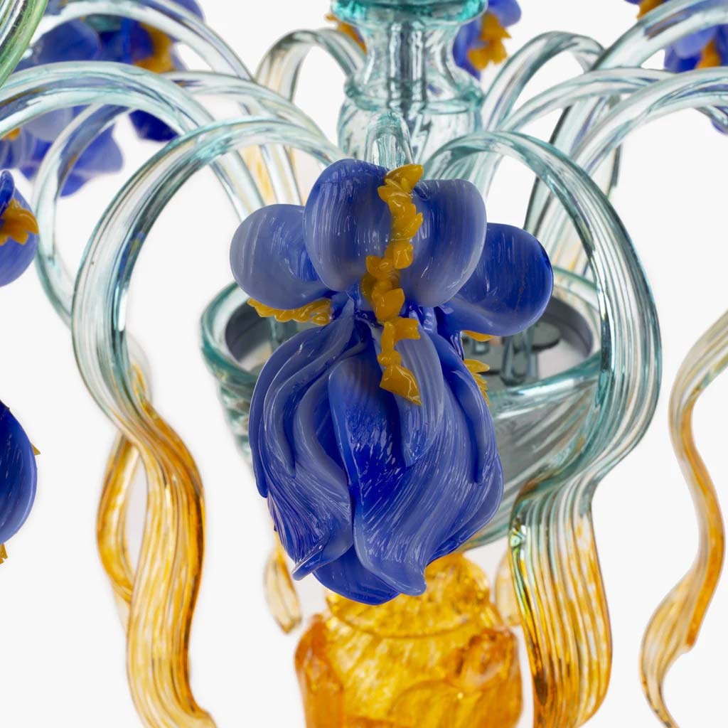 Iris Medusa