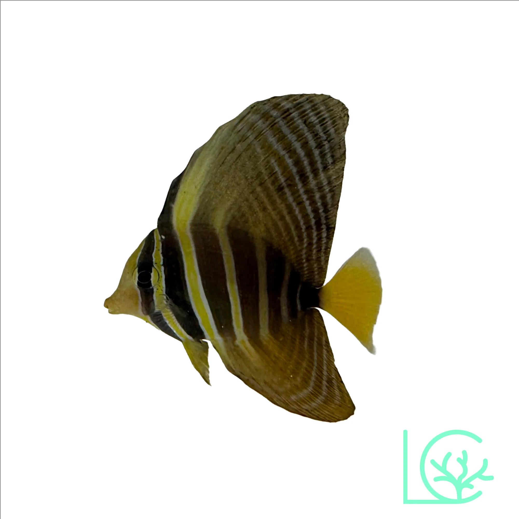 Sailfin Tang