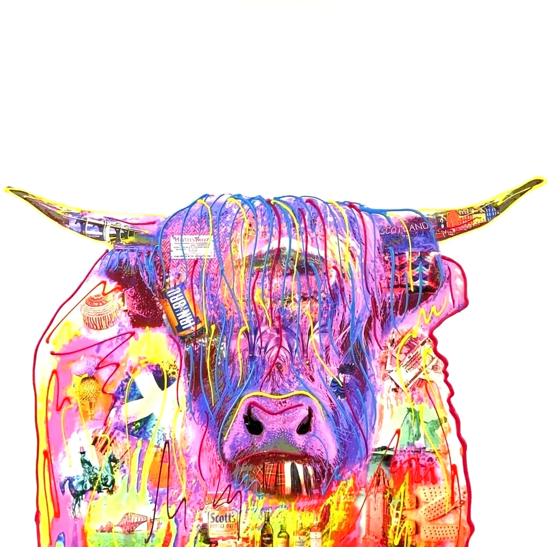Highland Cow