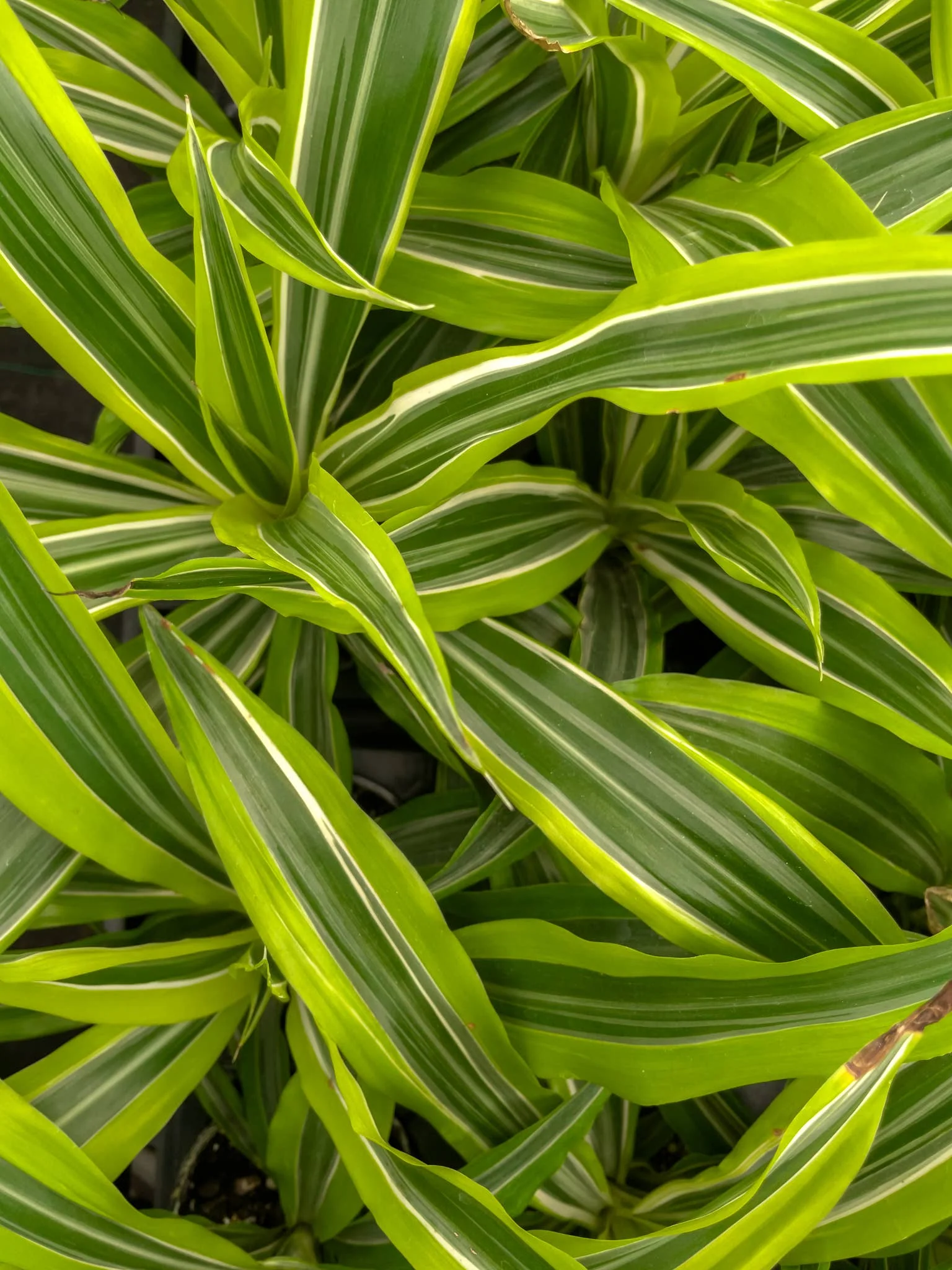 Lemon Lime Dracaena - Live Plant 6