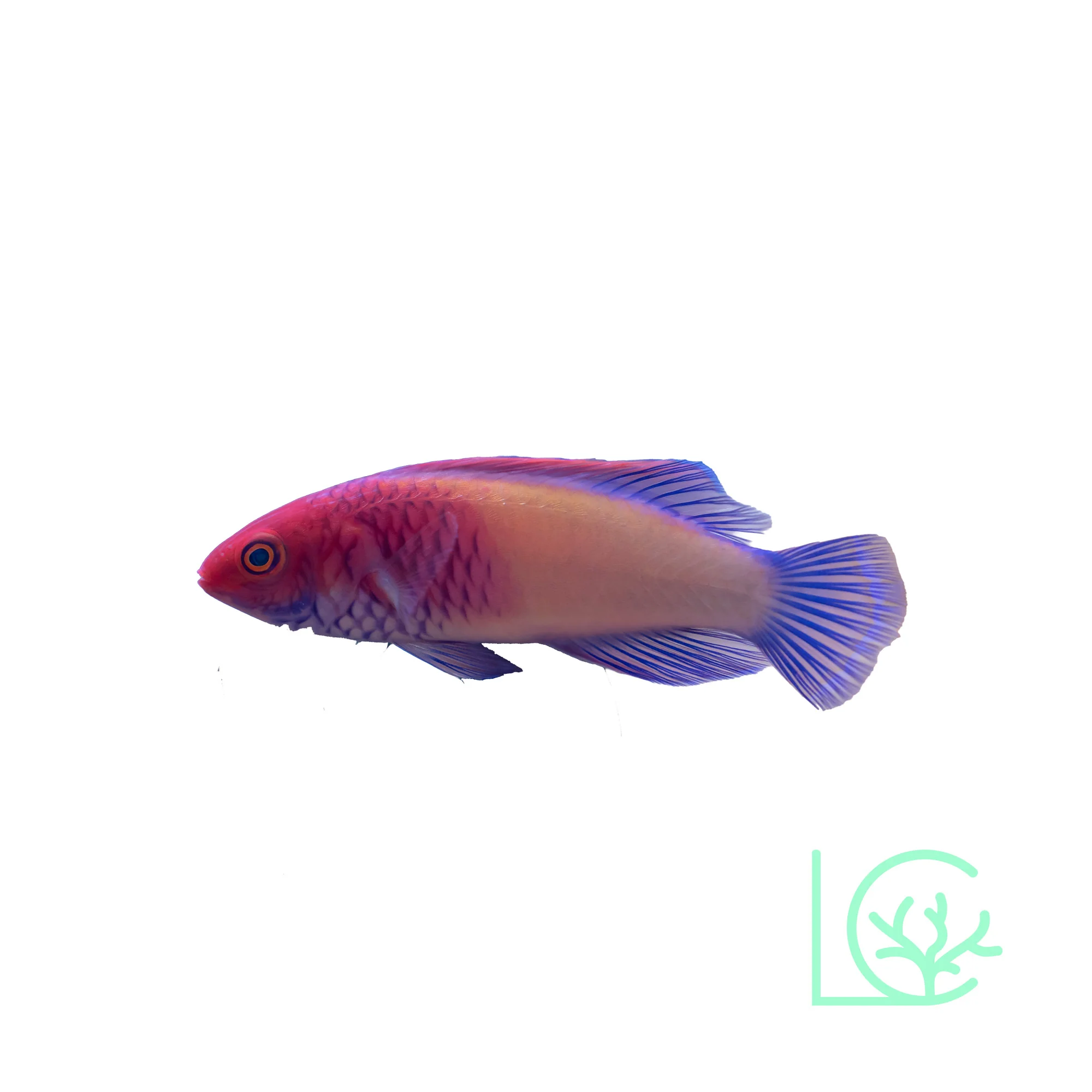 Red Velvet Fairy Wrasse