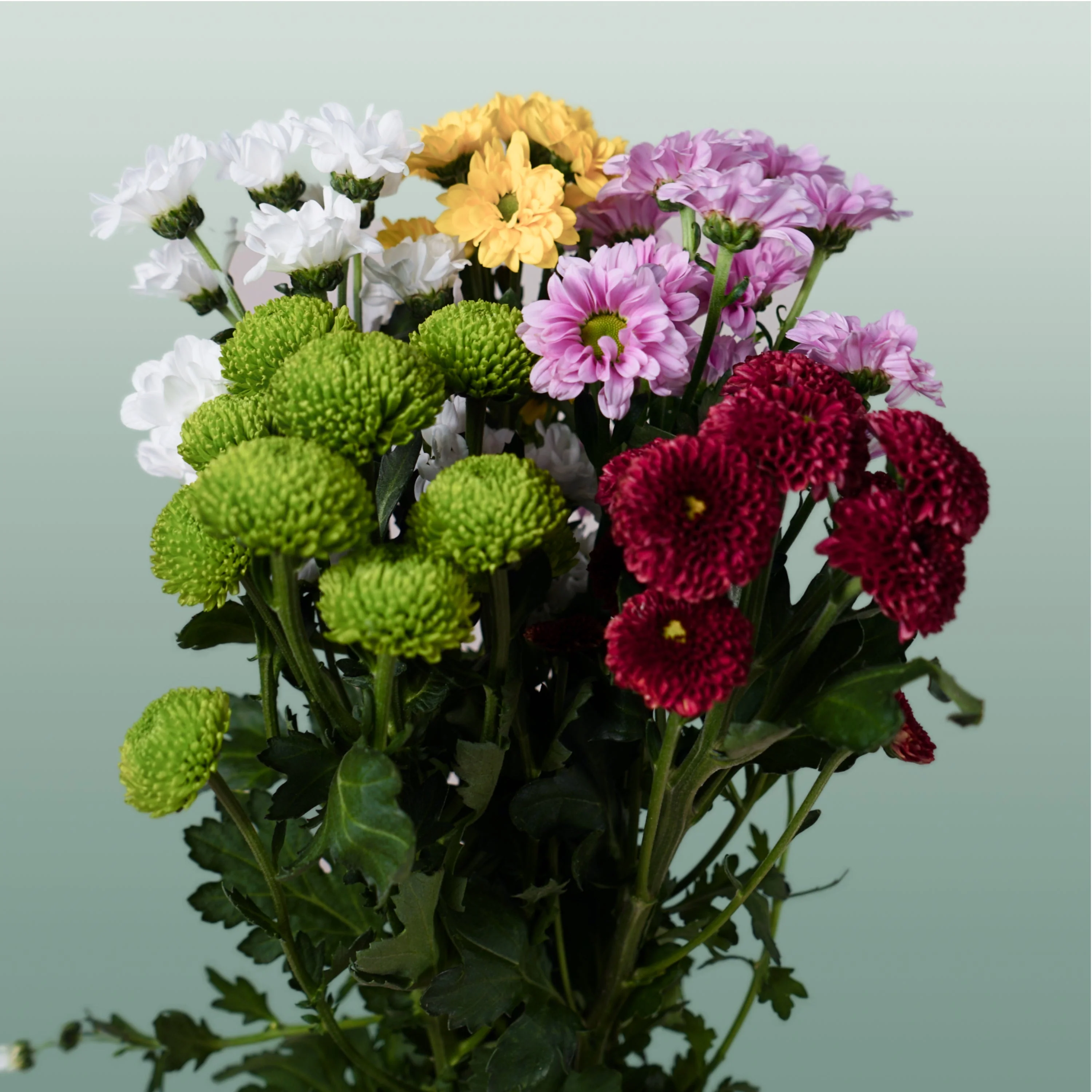 Chrysanthemum Santini Mix