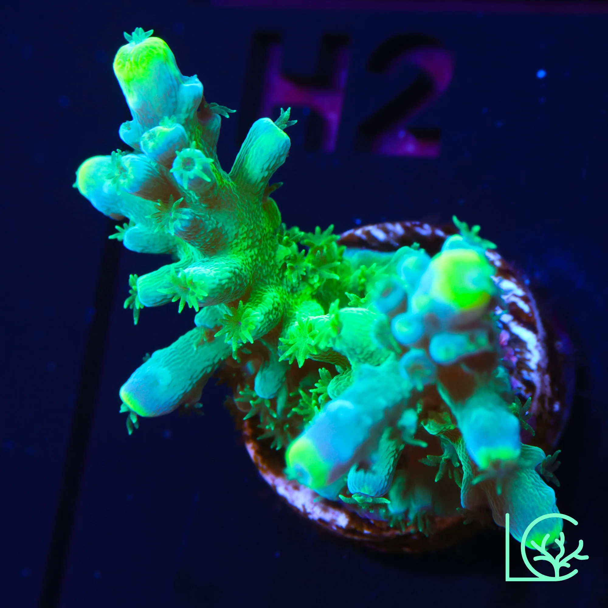 ORA Frogskin Acropora WYSIWYG