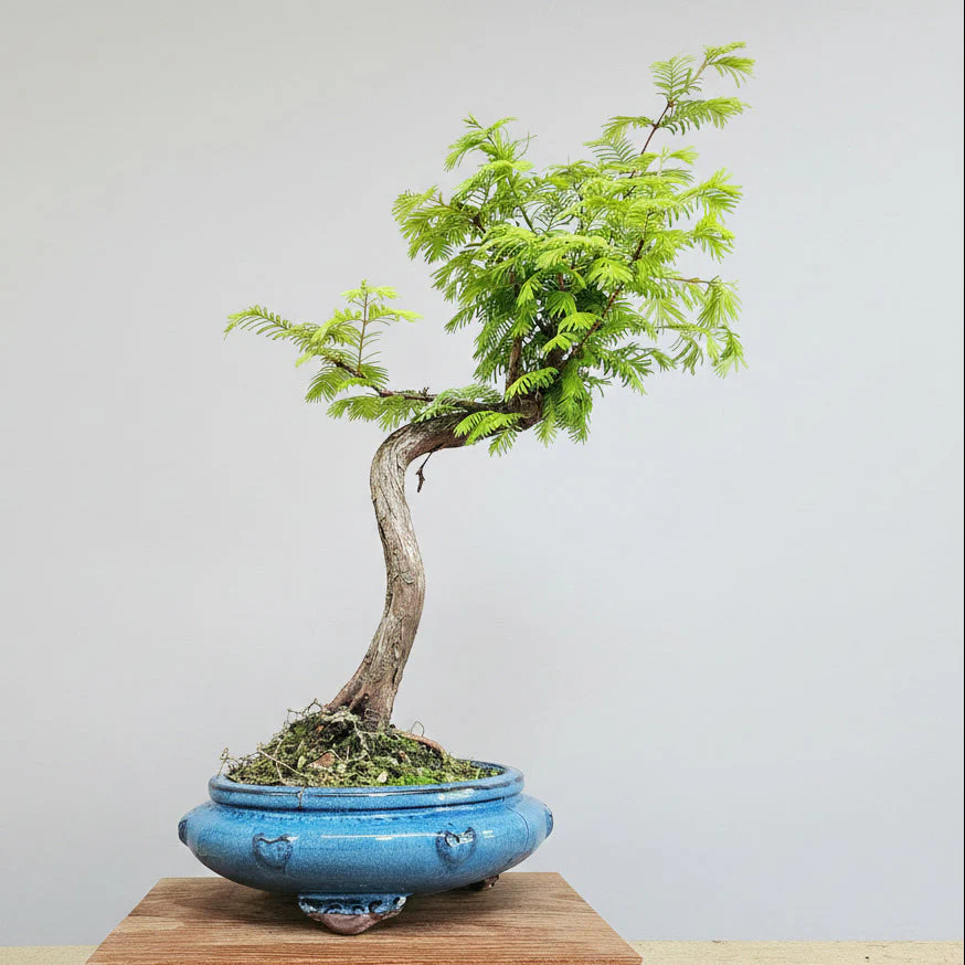 Dawn Redwood (Metasequoia) Bonsai Tree | Shaped | In 25cm Pot