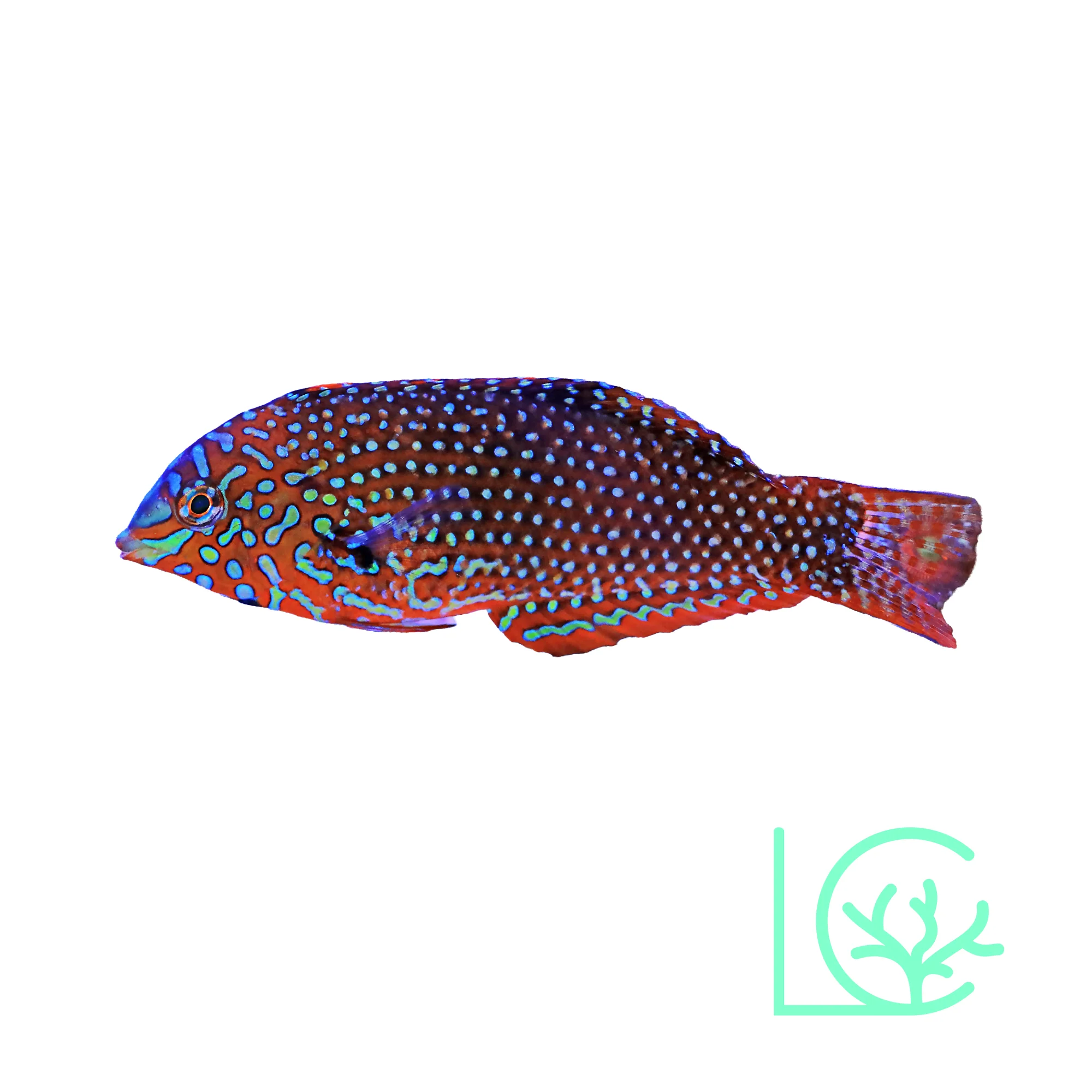 Ornate Leopard Wrasse