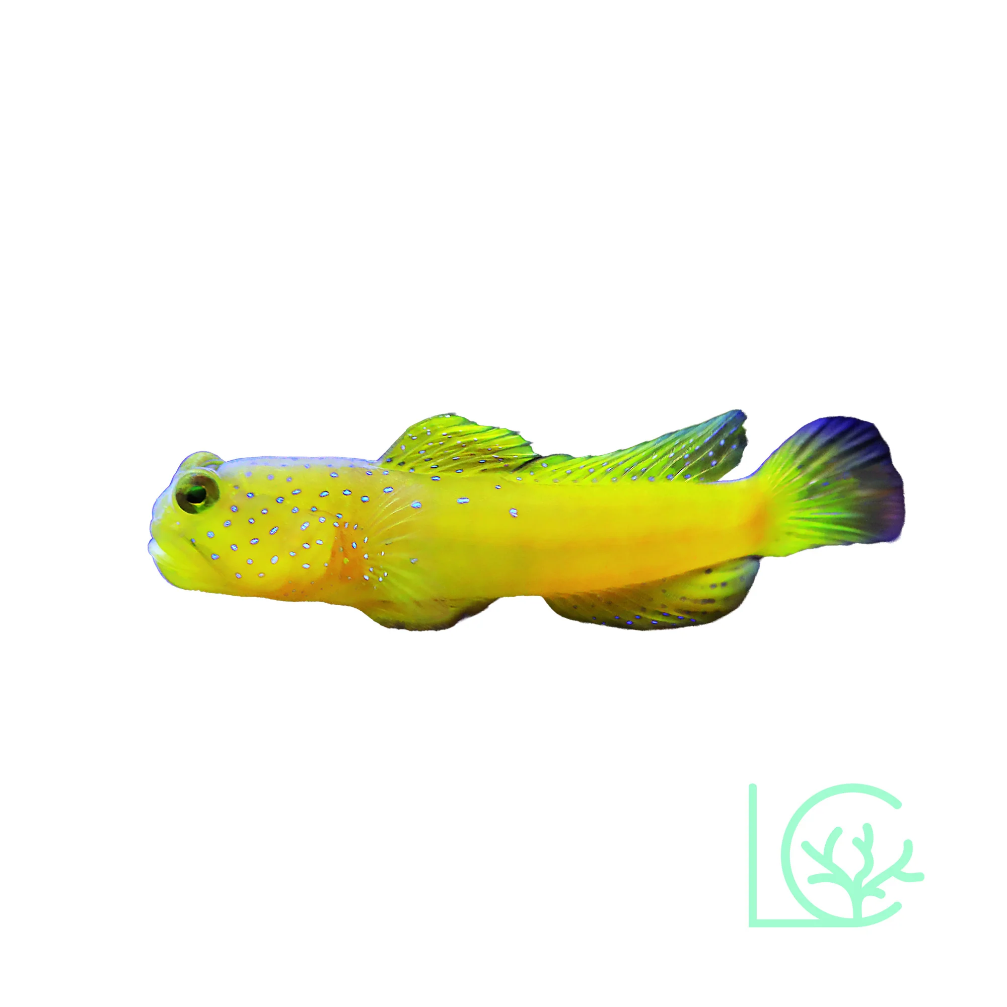 Yellow Watchman Goby