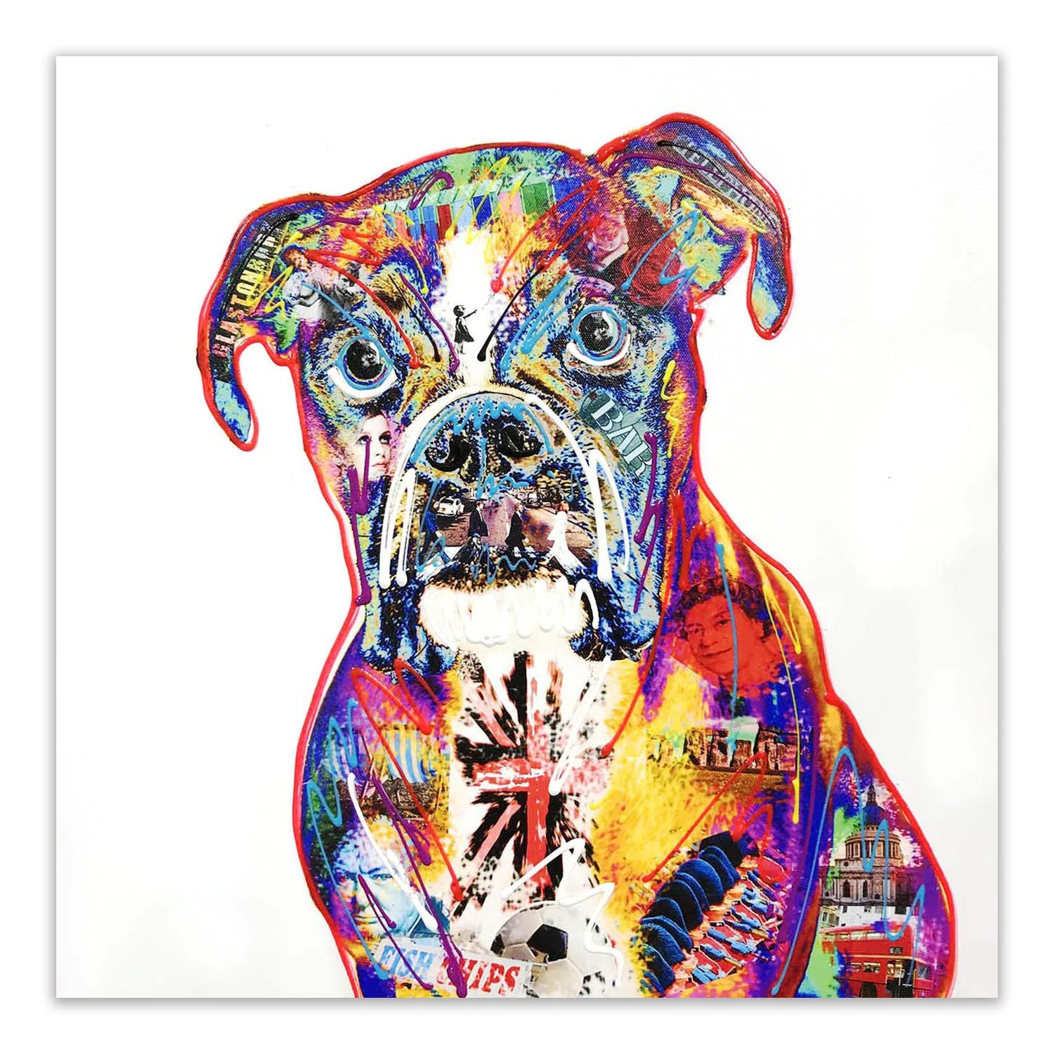 Baz the Boxer Dog