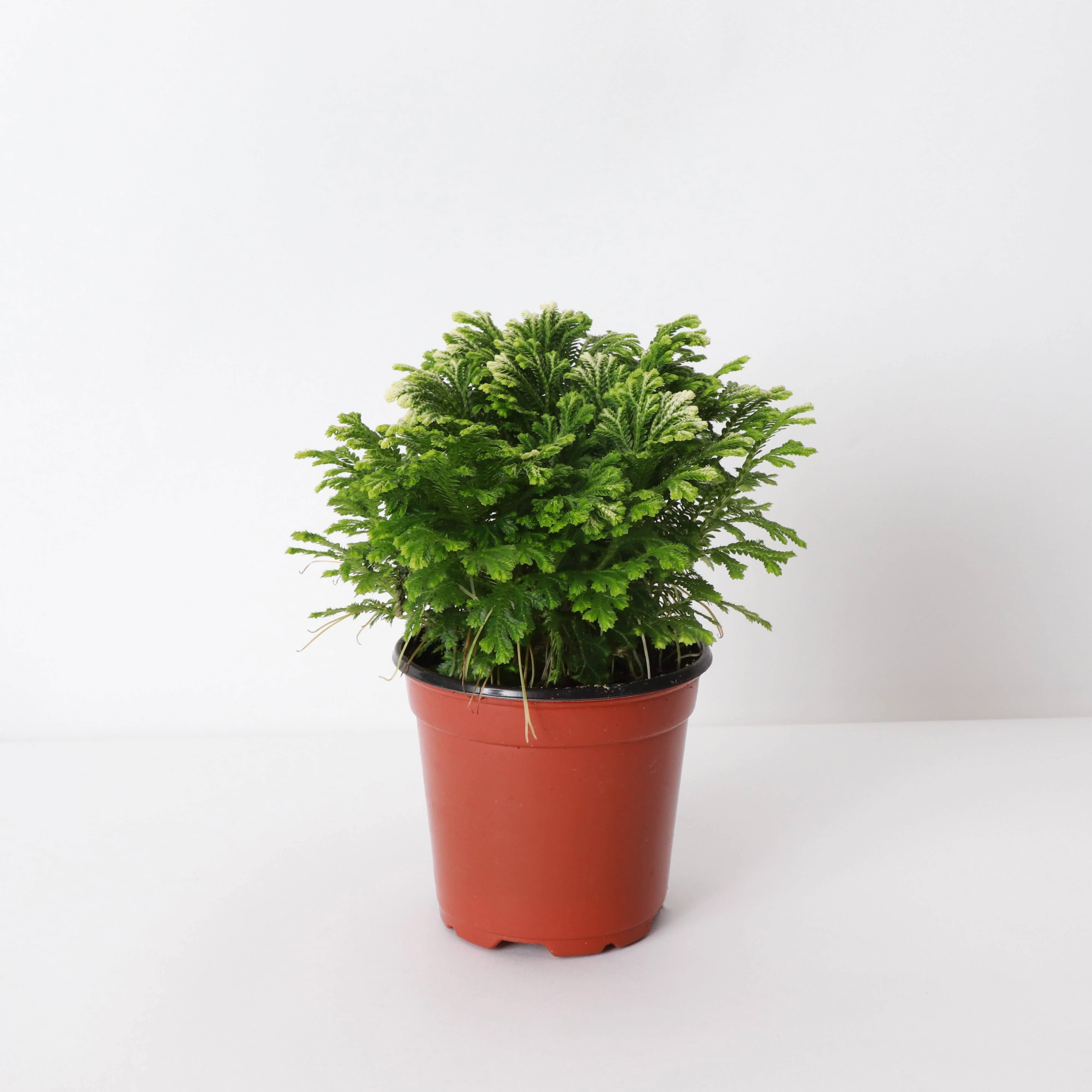 Frosty Fern Plant - Live Plant 4