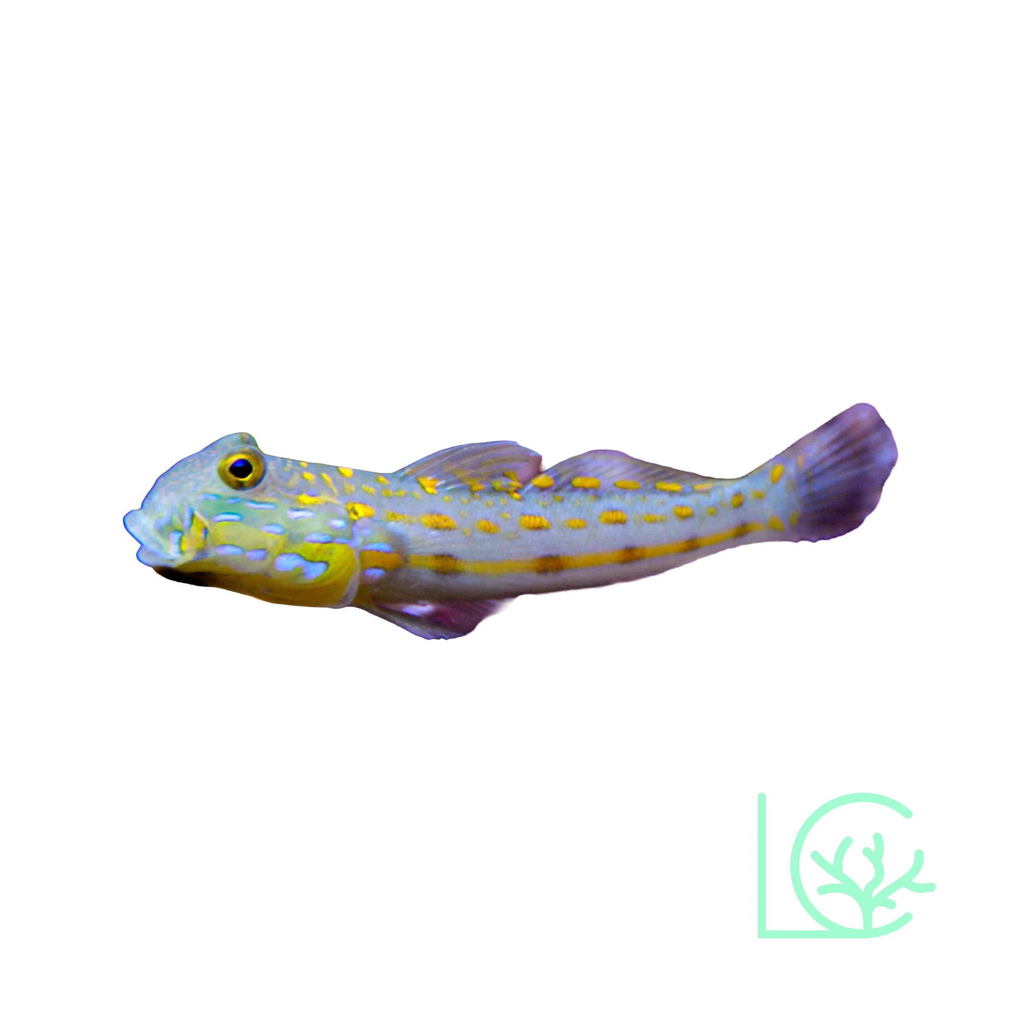 Diamond Goby