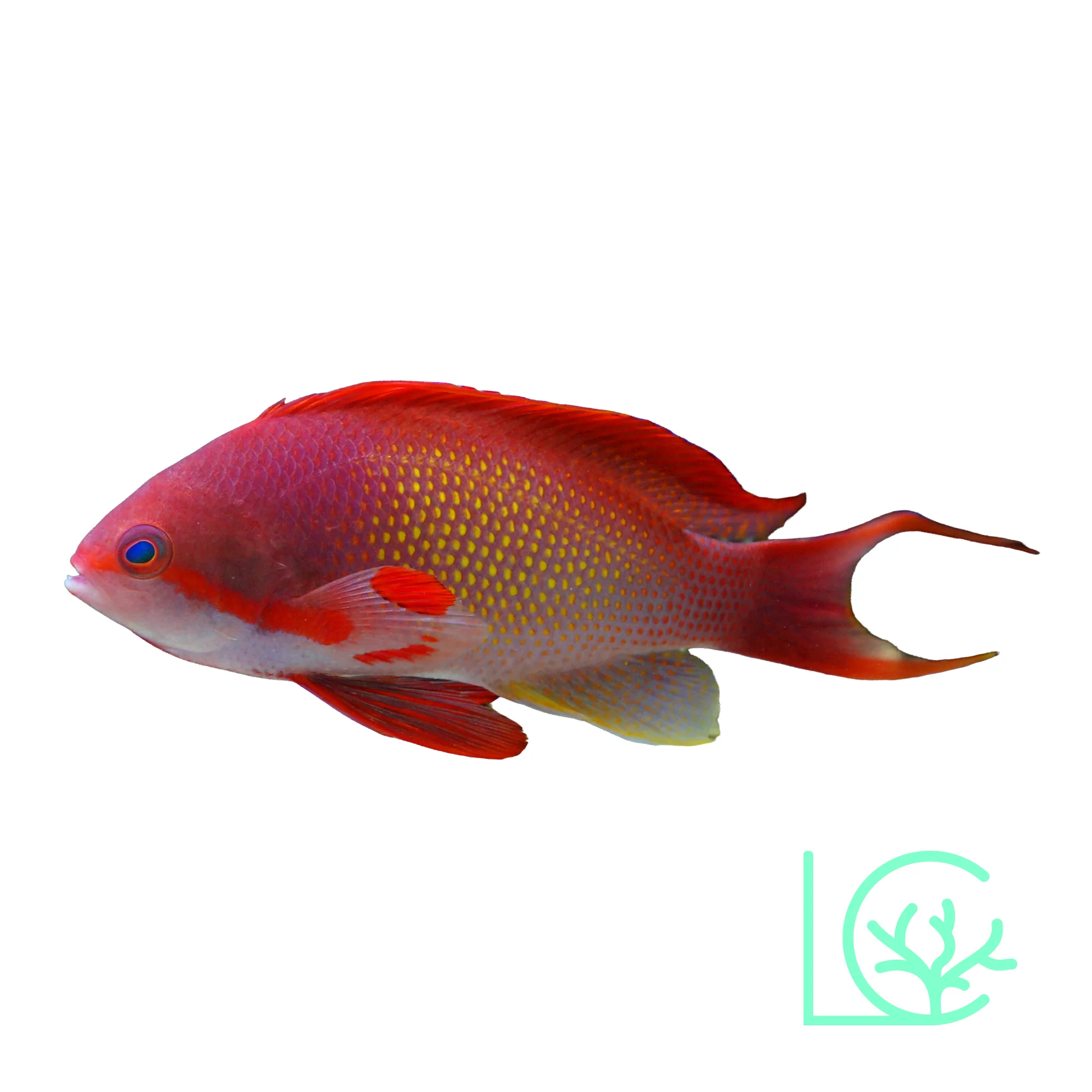Lyretail Anthias