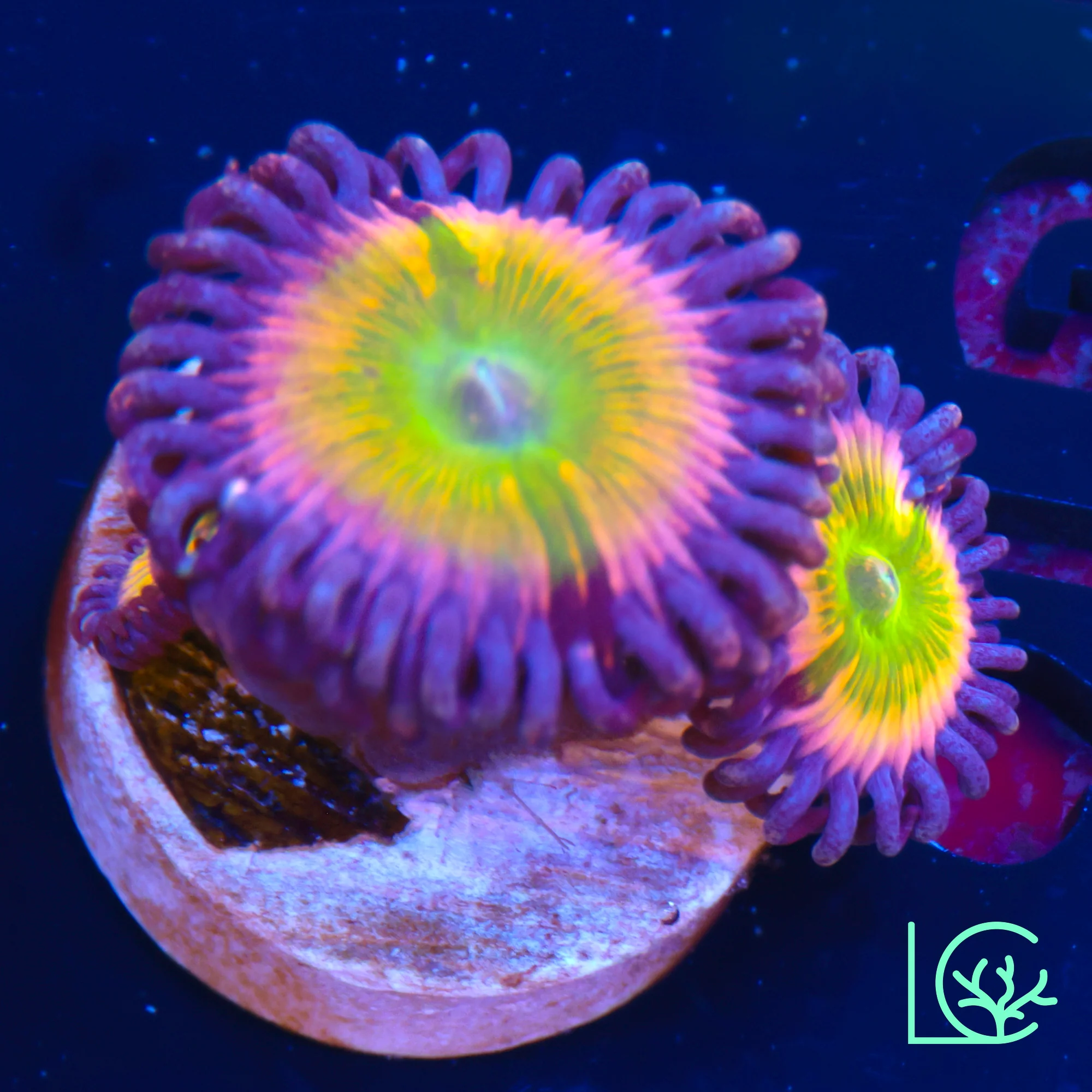 Rainbow Infusion Zoa WYSIWYG