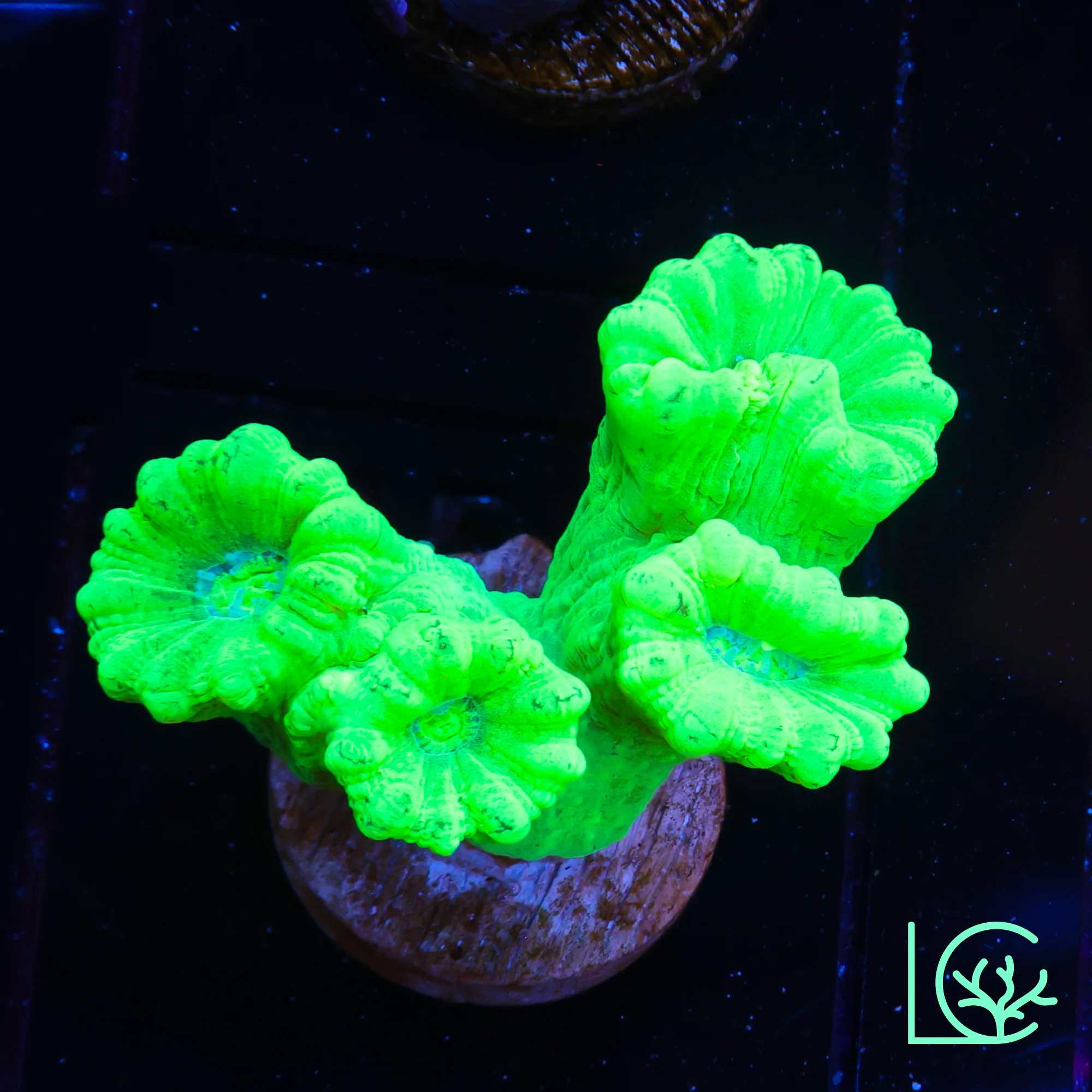 LC Toxic Yellow Candy Cane Trumpet WYSIWYG