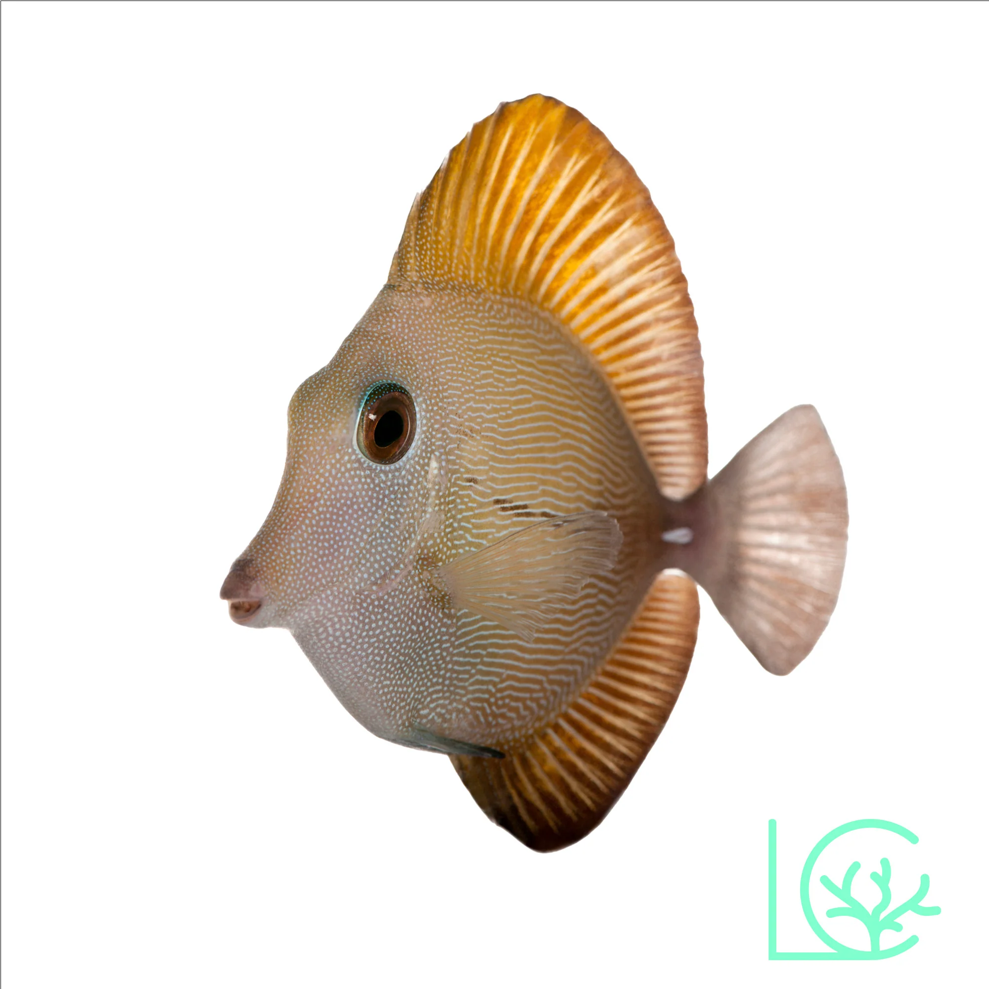 Scopas Tang