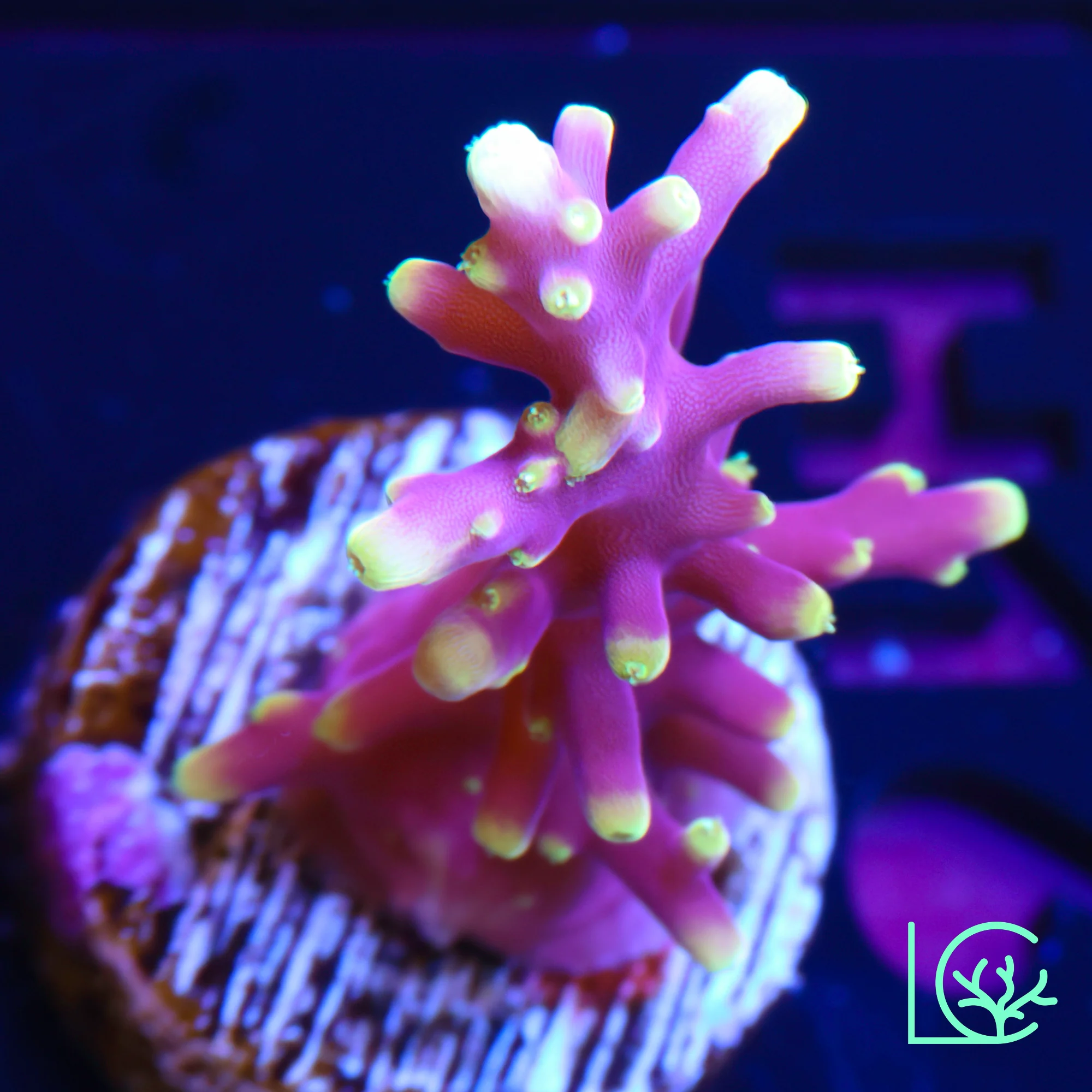 Little Red Ferrari Anacropora WYSIWYG