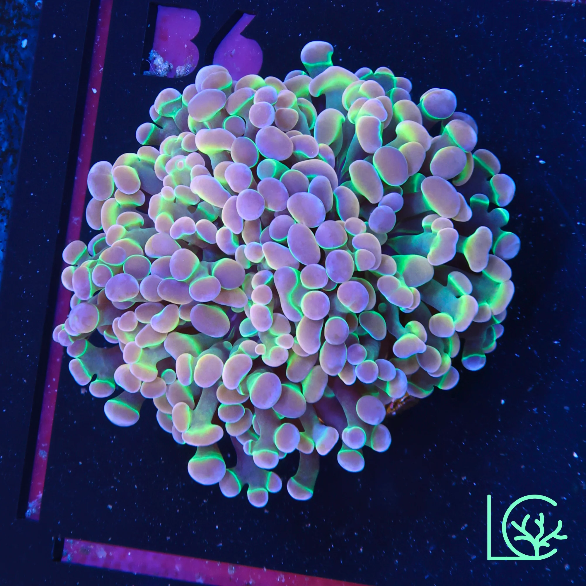 LC Extreme Rainbow Hologram Hammer WYSIWYG