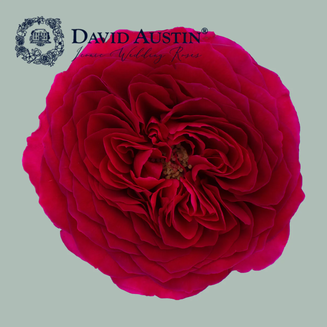 David Austin Darcey Rose (24 Stems)