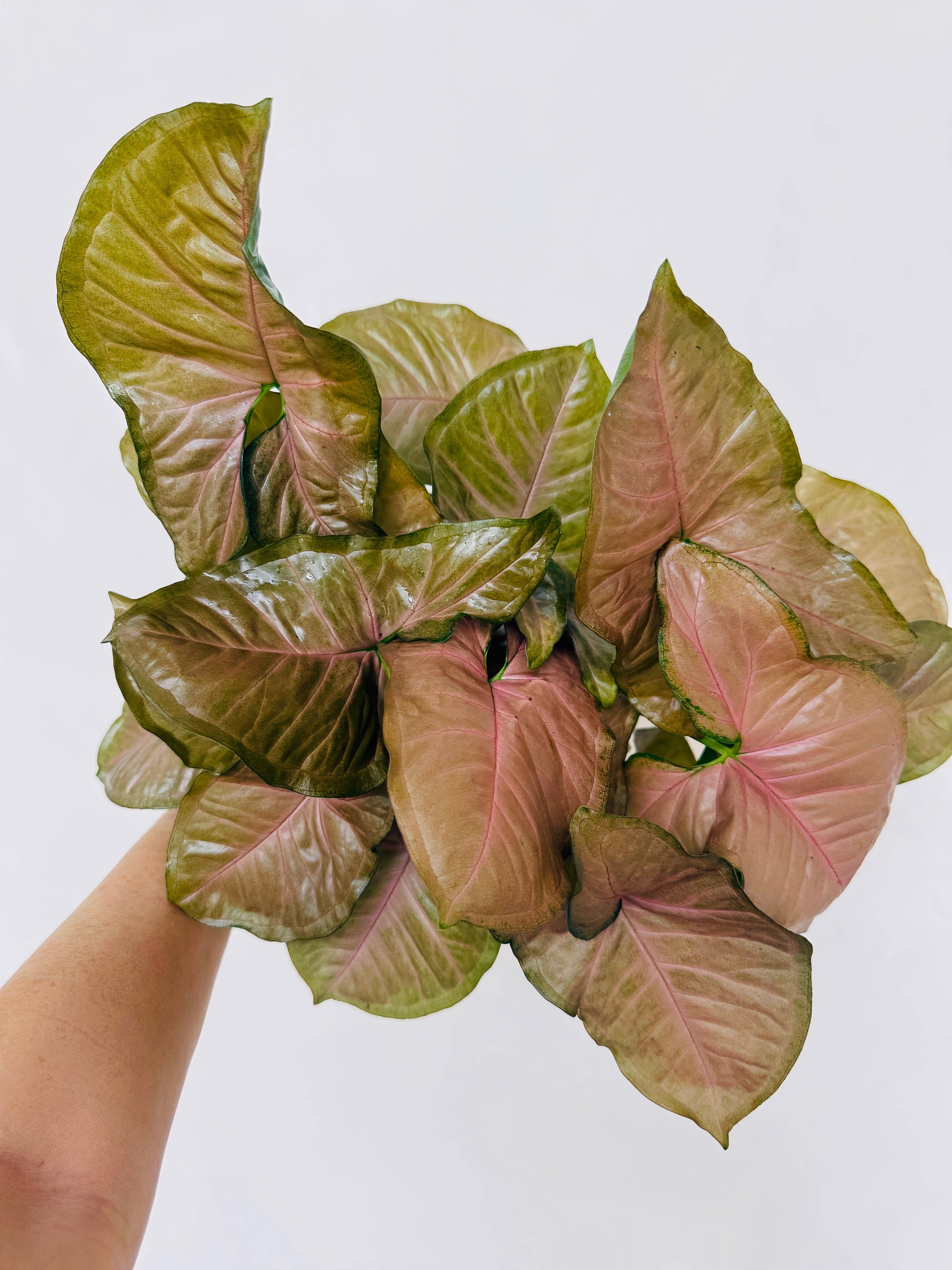 Syngonium Neon Robusta -?Live Plant
