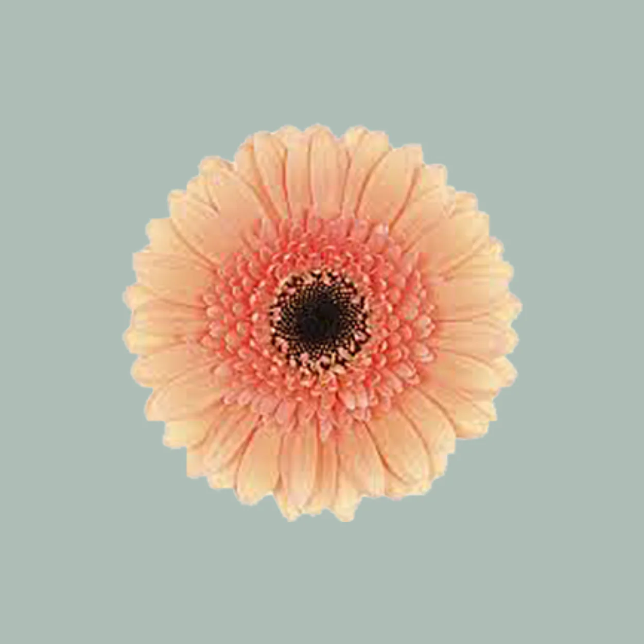Germini Cookies 'n Cream (20 Stems)