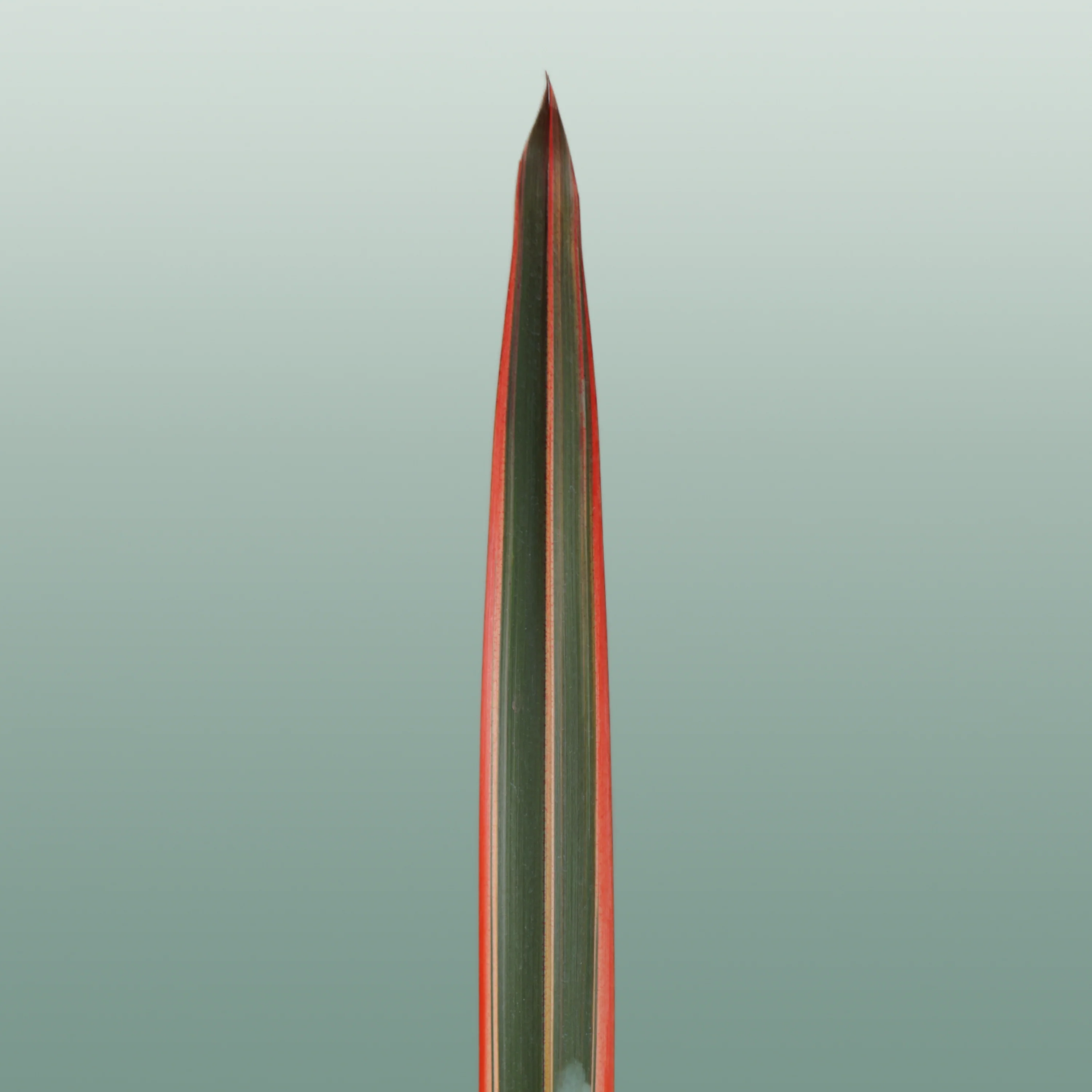 GR Phormium Red