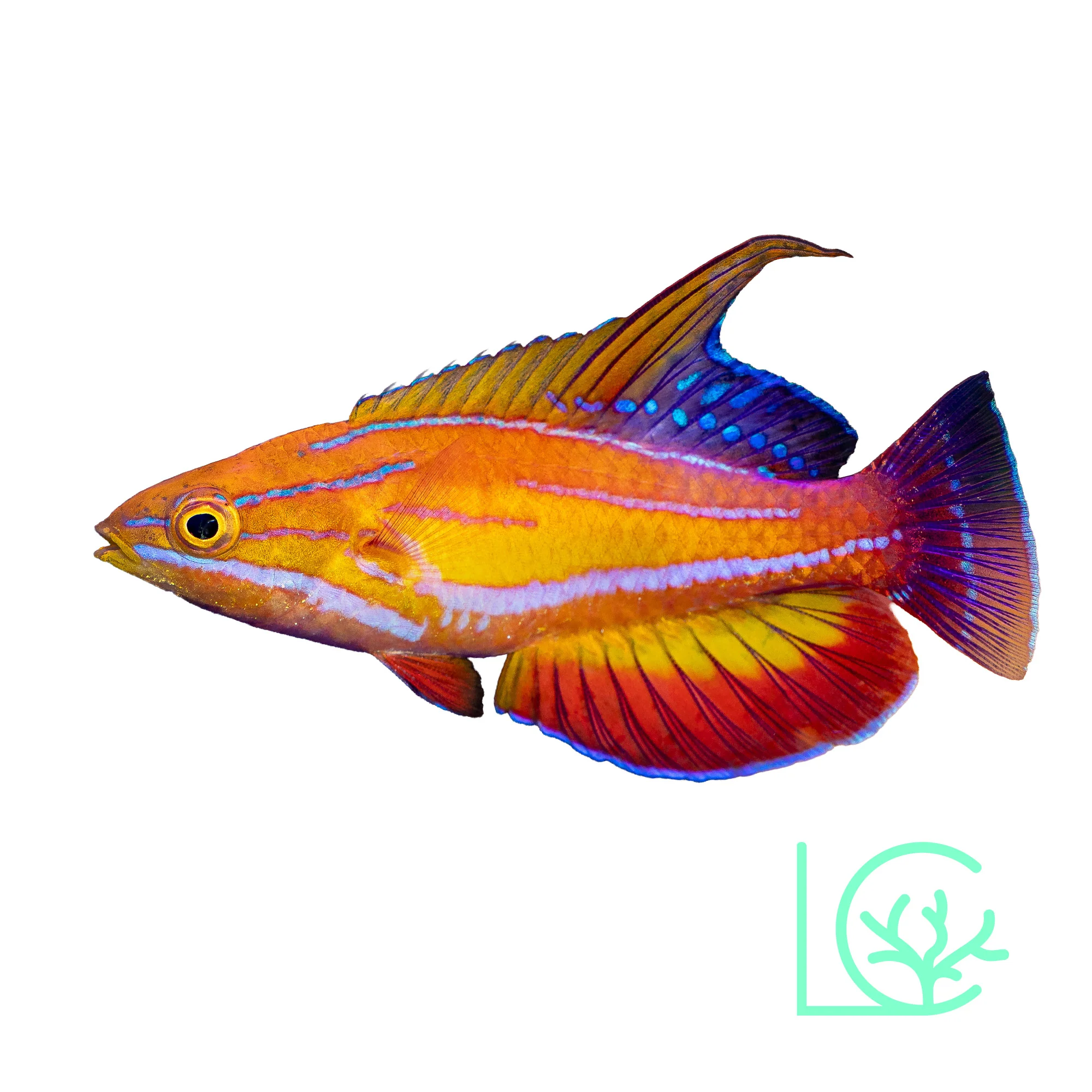 McCosker's of Maldives Wrasse