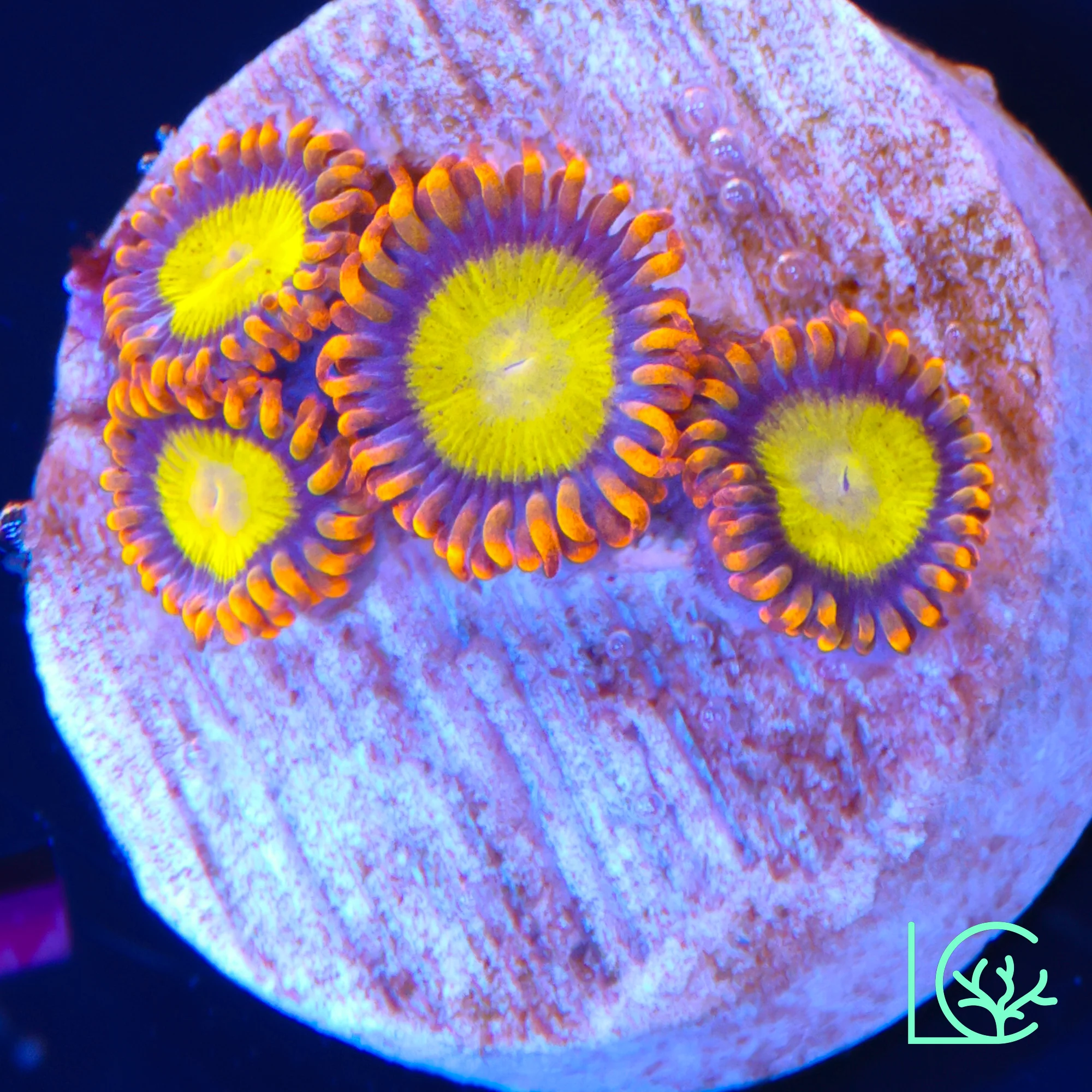 Mandarin Orange Zoa WYSIWYG