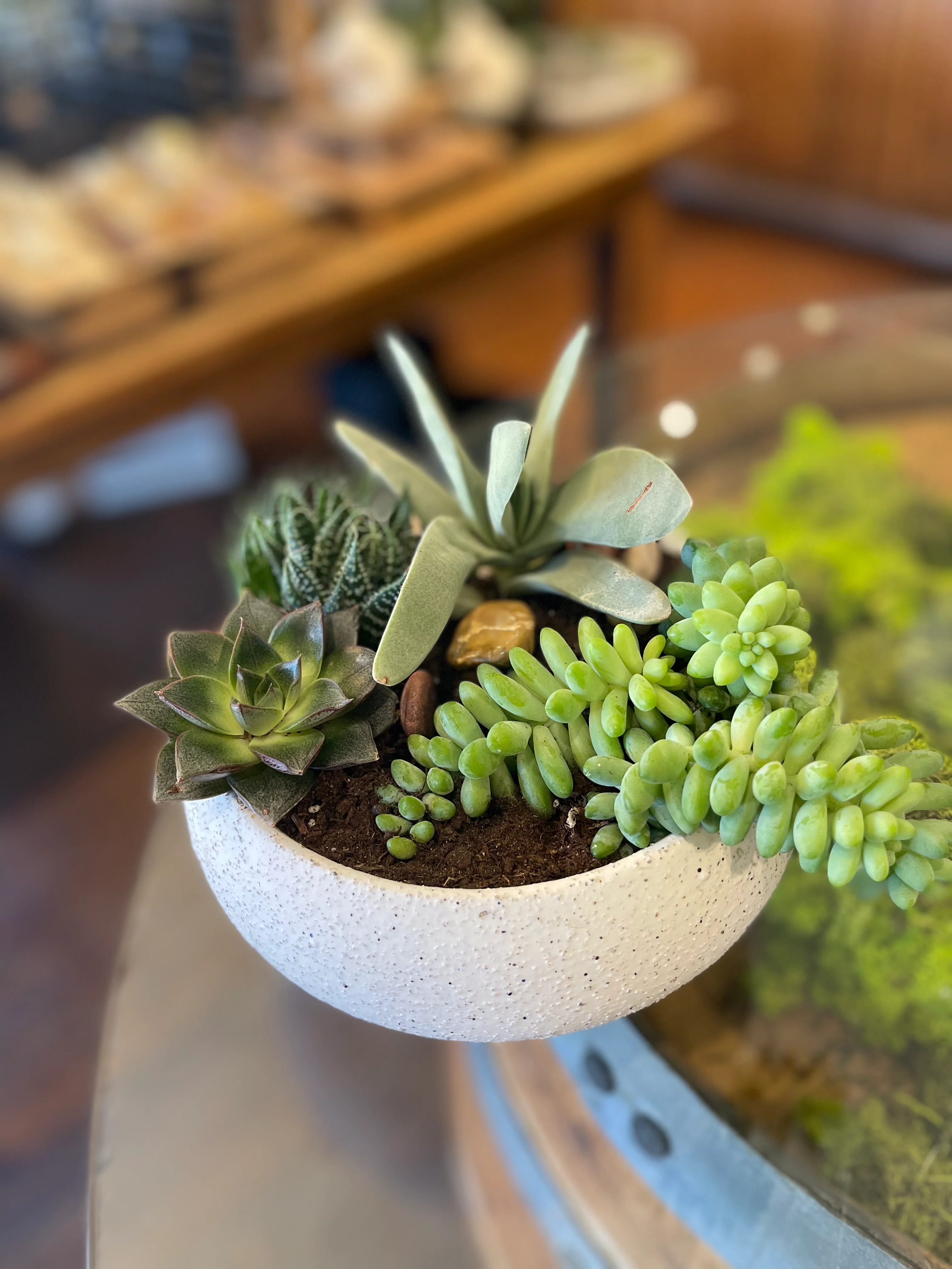 Designer's Choice Dish Garden