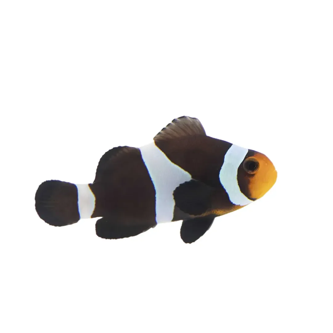 Black Ocellaris Clownfish