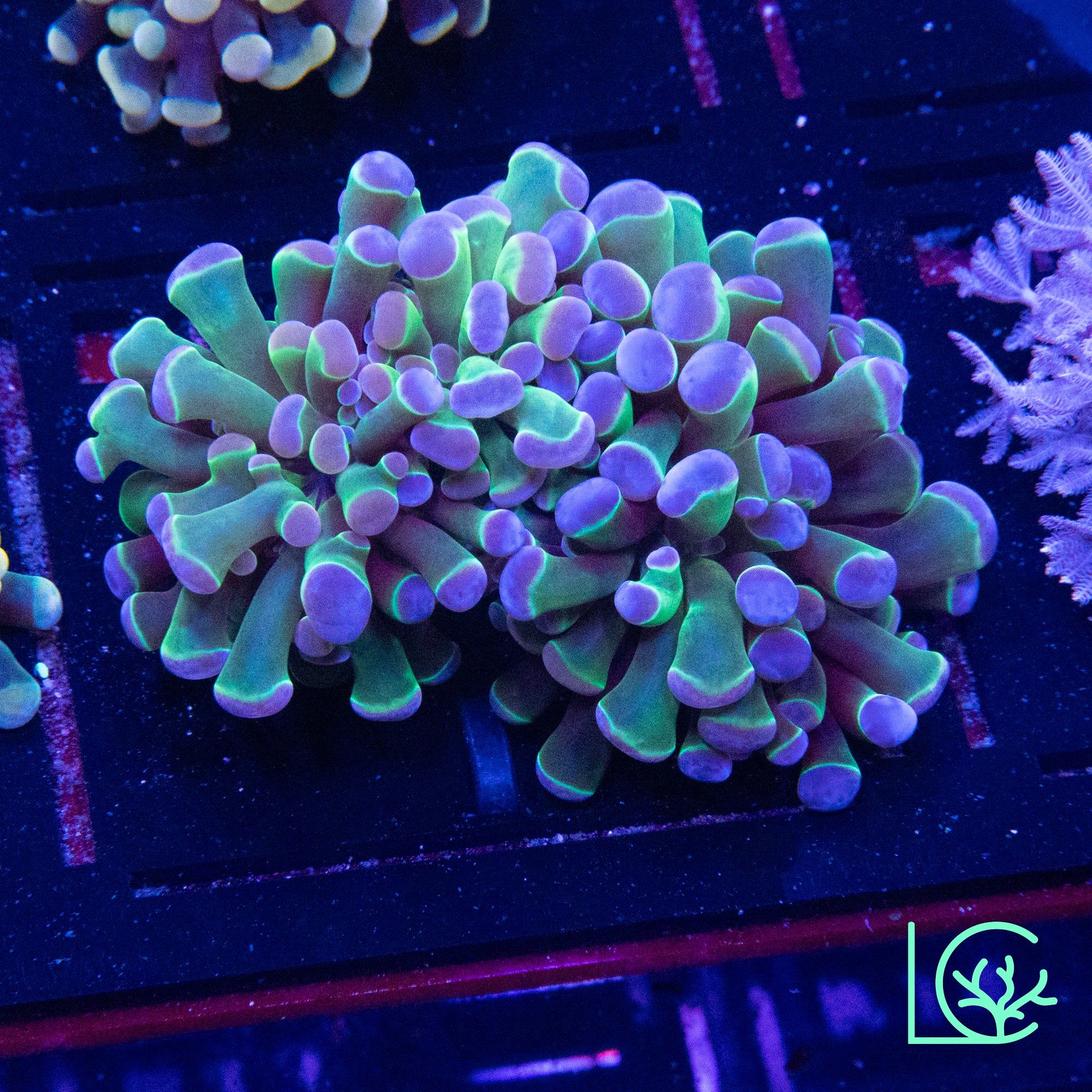 LC Pastel Rainbow Hologram Hammer WYSIWYG