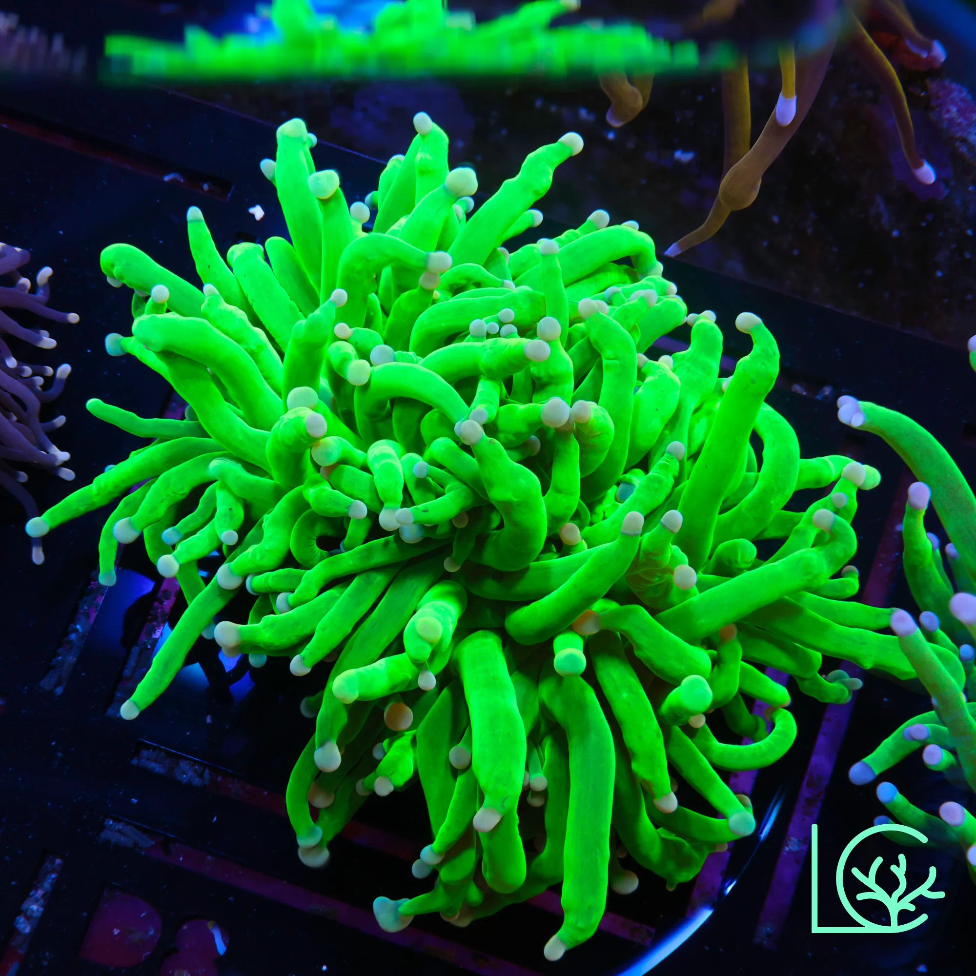 Pink Tip Holy Grail Torch WYSIWYG
