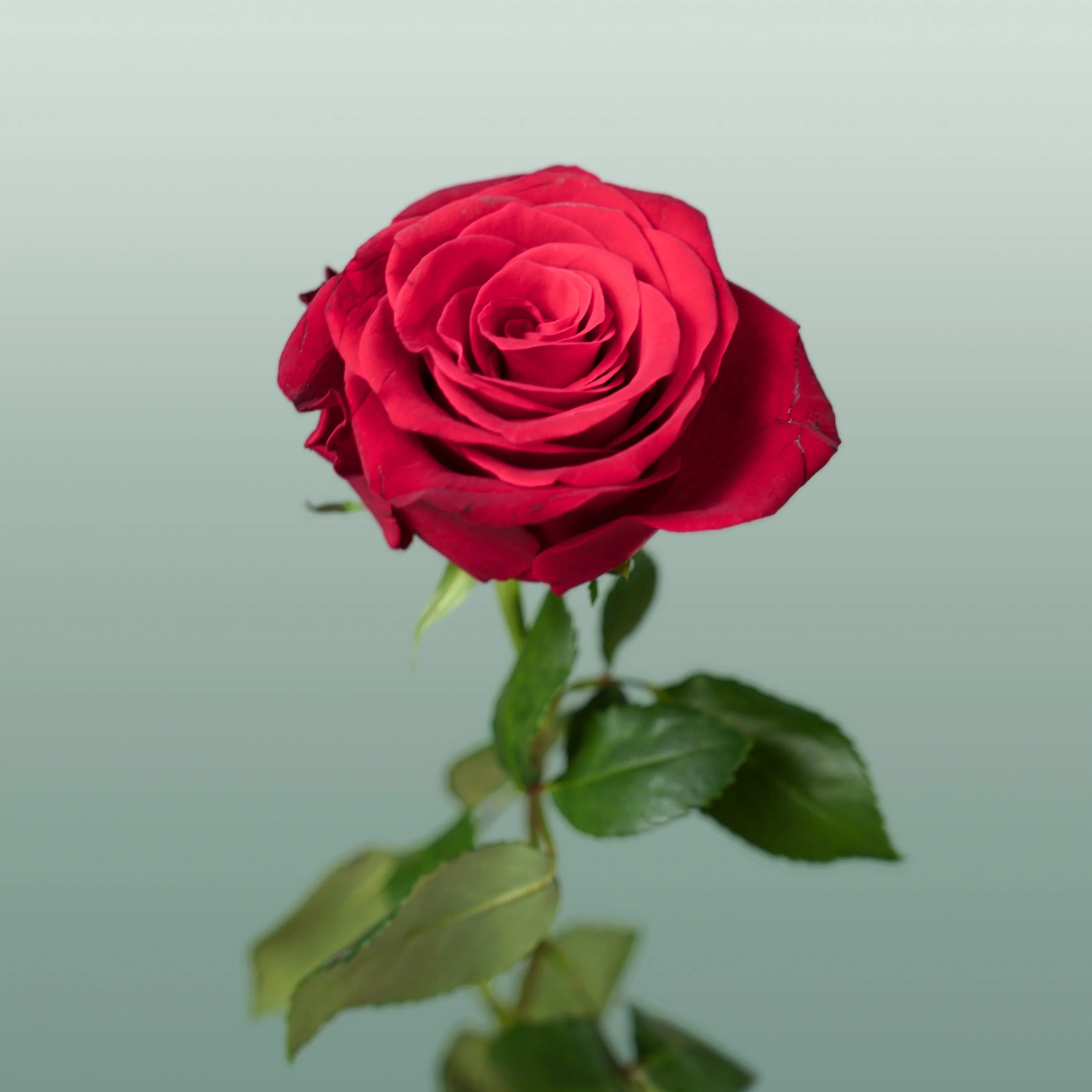 Rose Rhodos (20 Stems)