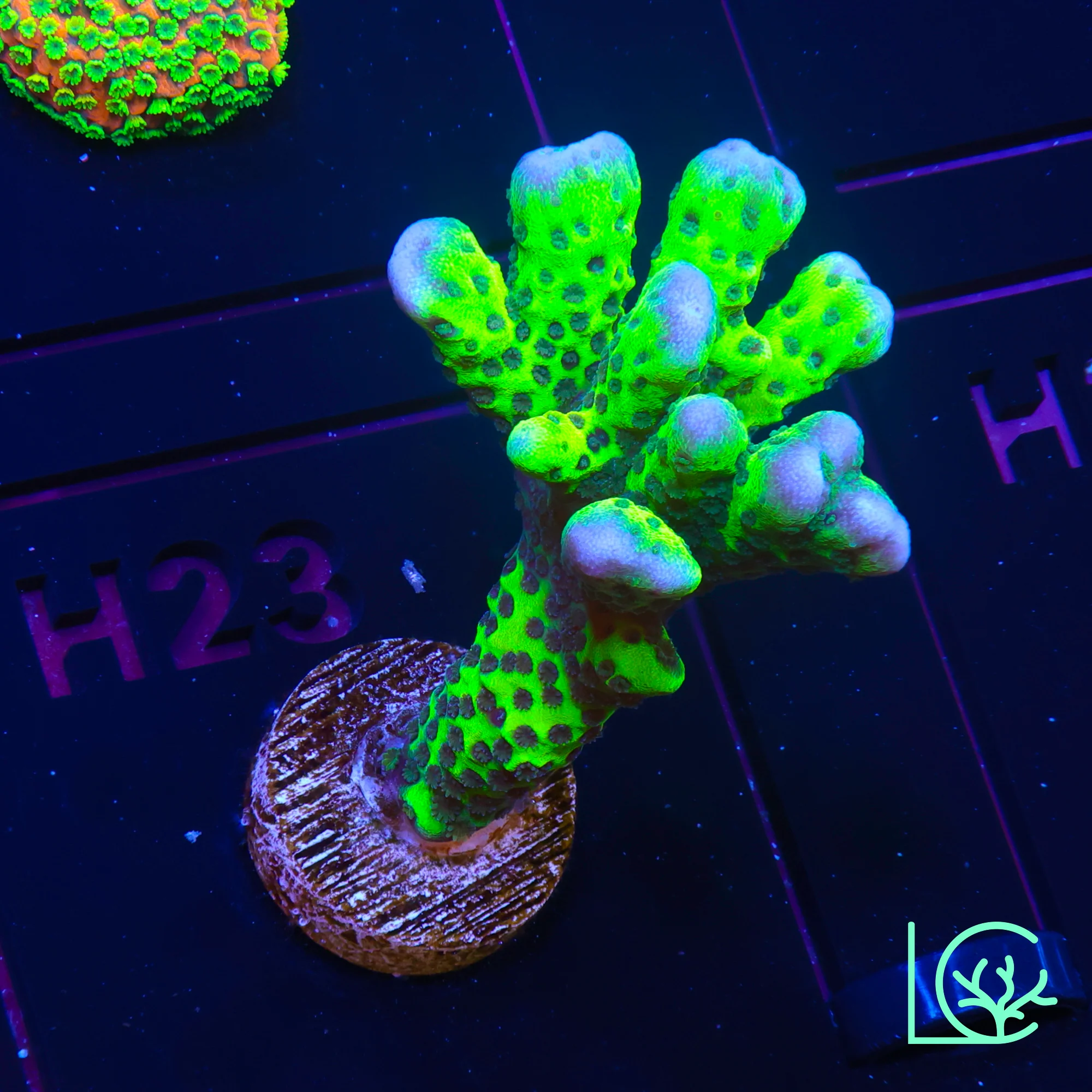 WWC Slimeball Anacropora WYSIWYG