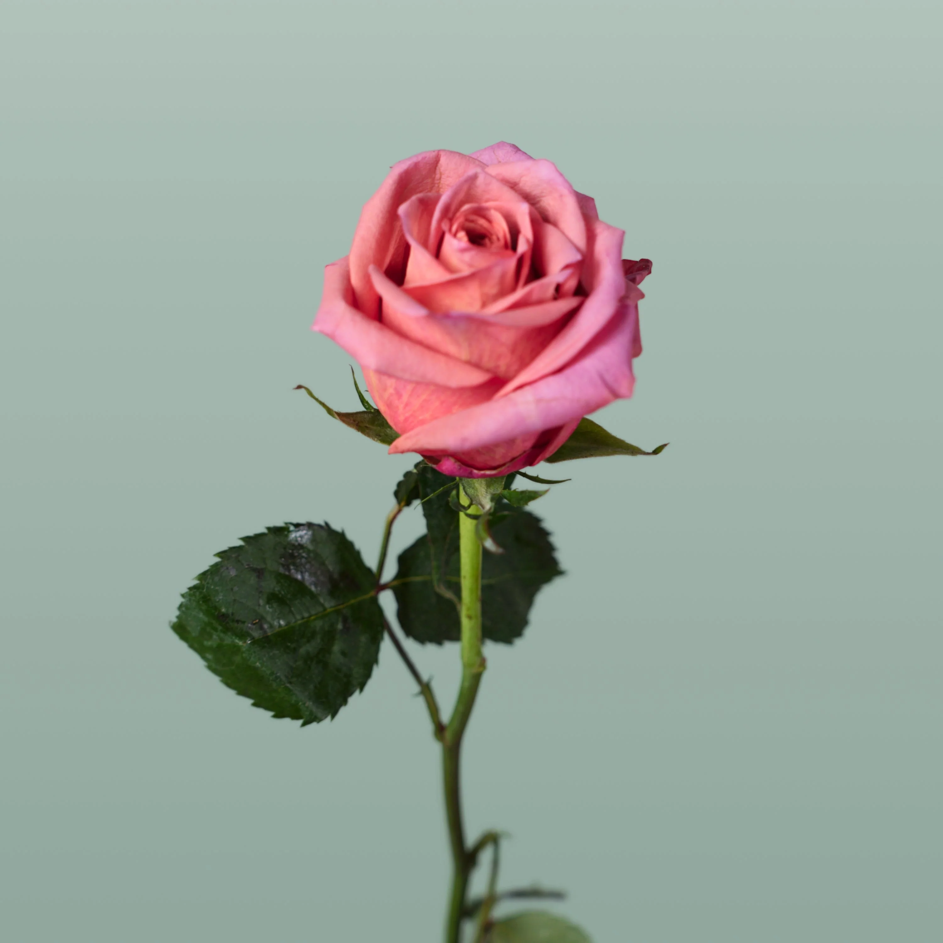 Rose Barista
