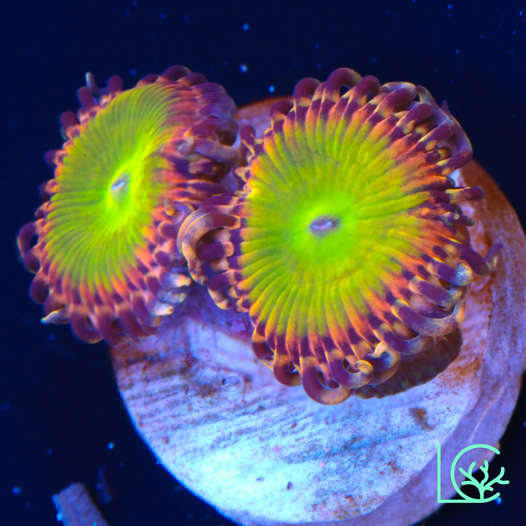 GB Rainbow Troll Zoa WYSIWYG