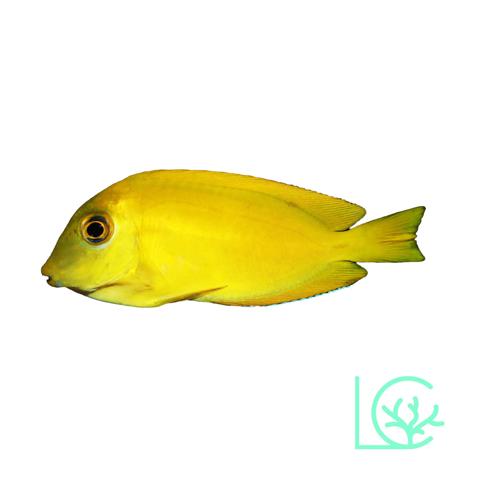 Orange Shoulder Tang
