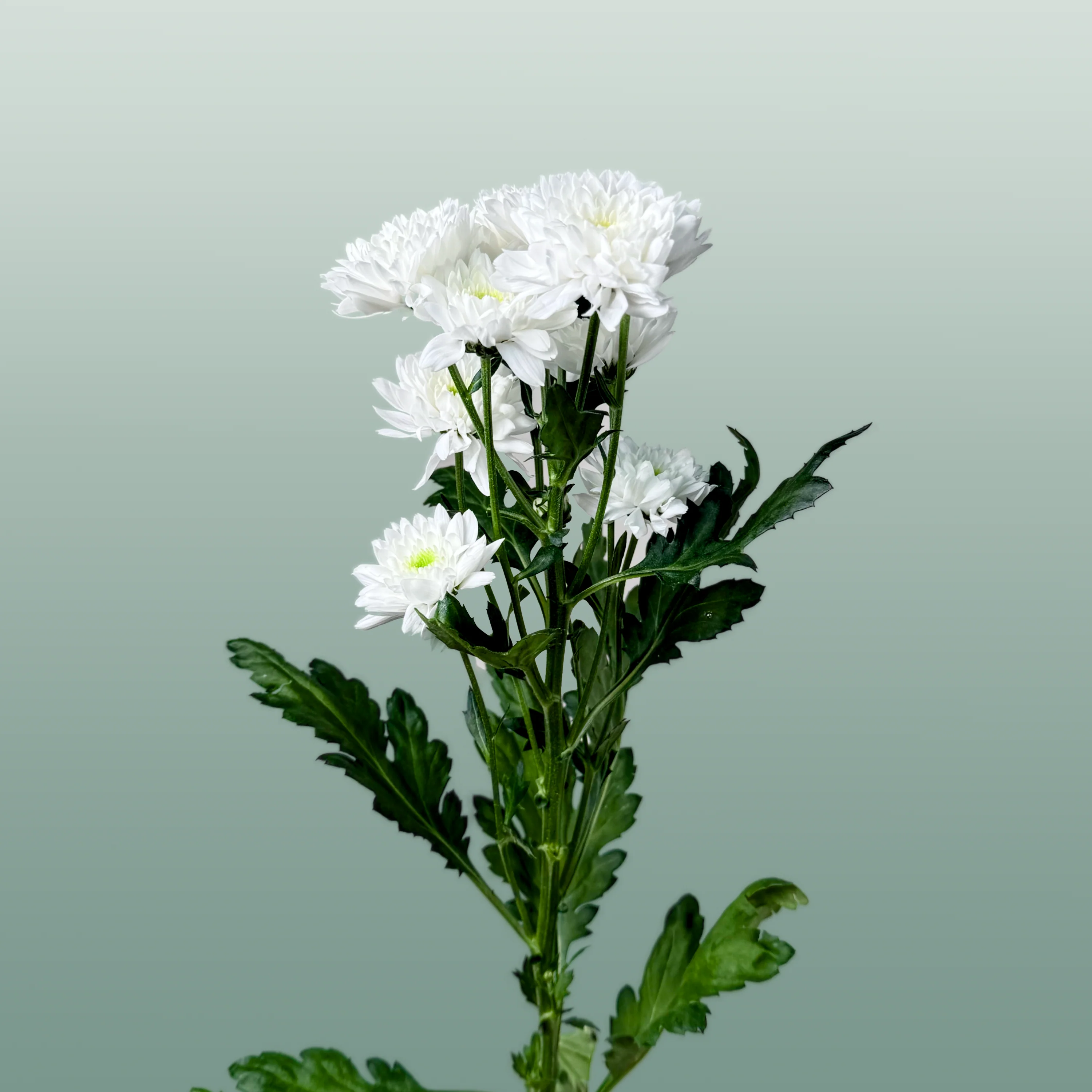 Chrysanthemum Spray Euro White