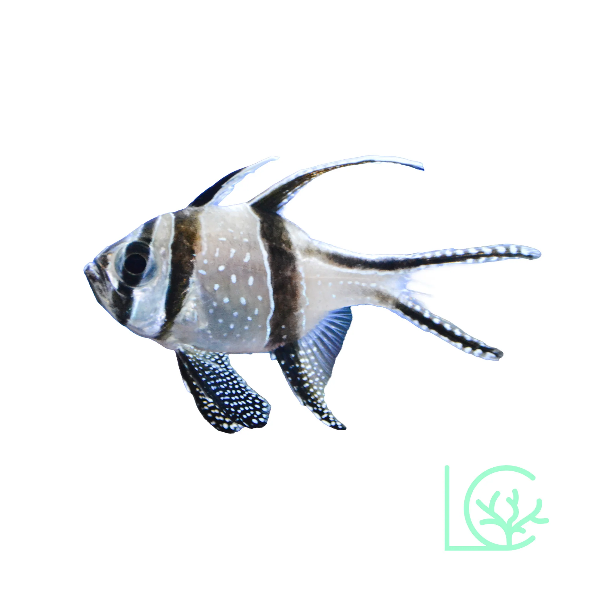 Banggai Cardinals