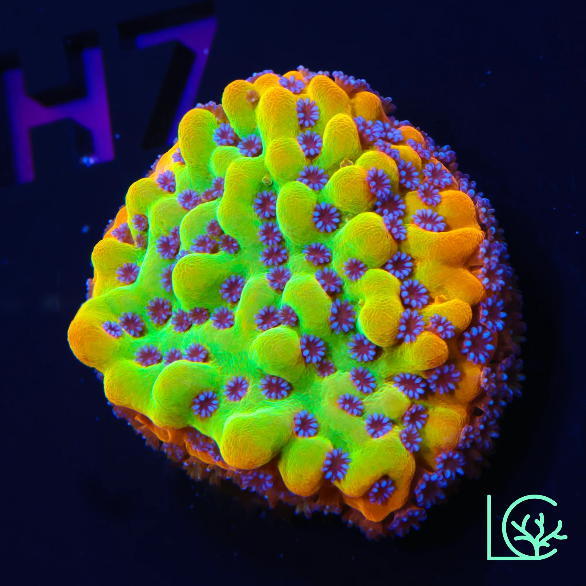 TSA Beast Montipora WYSIWYG