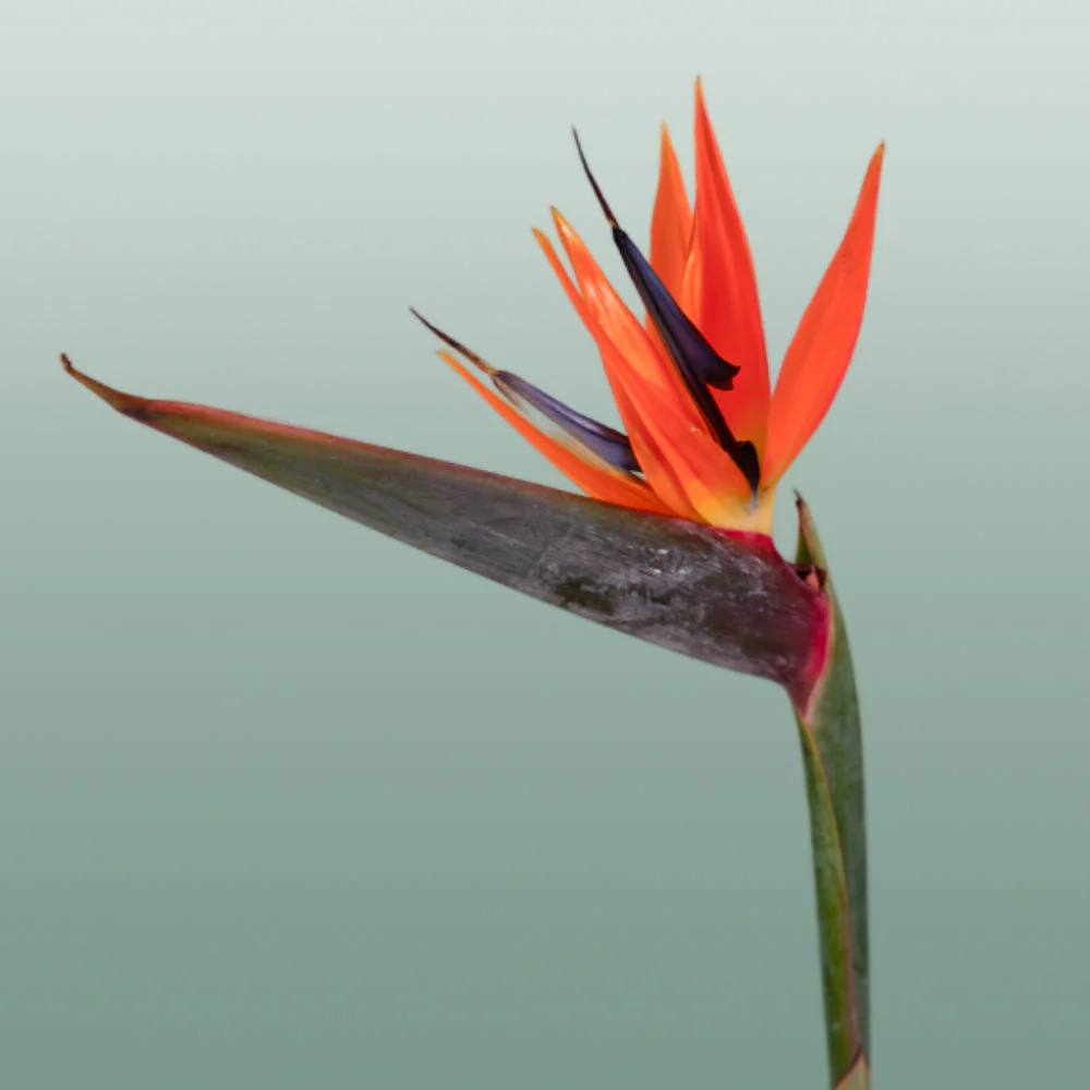 Strelitzia Reginae (8 Stems)