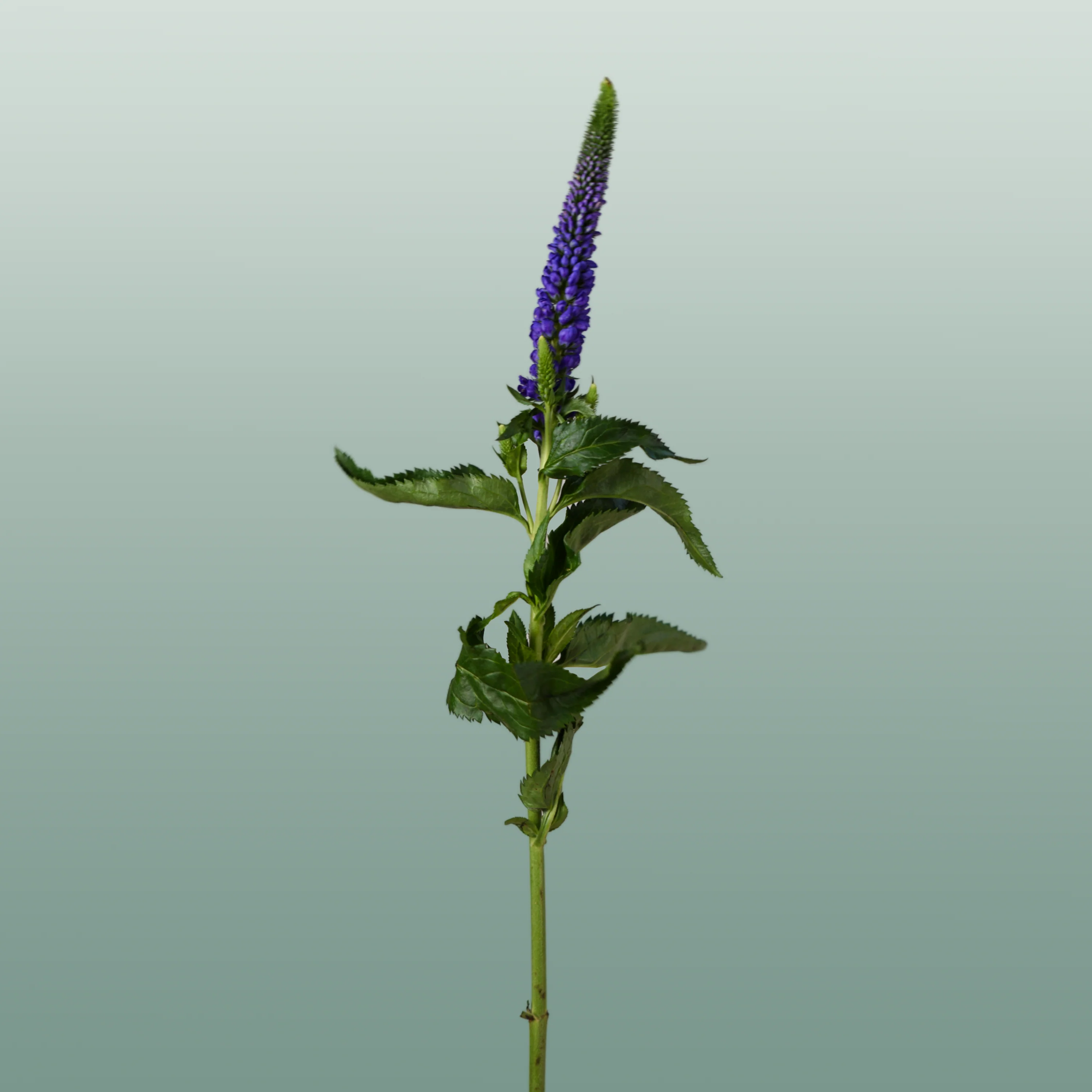 Veronica Smart Diana (25 Stems)