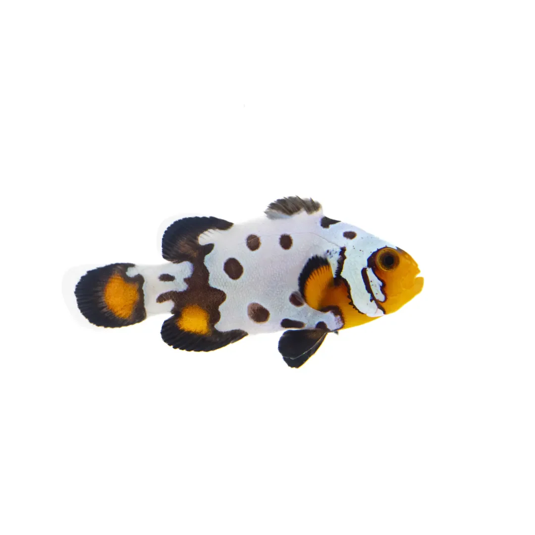 Bullet Hole Clownfish
