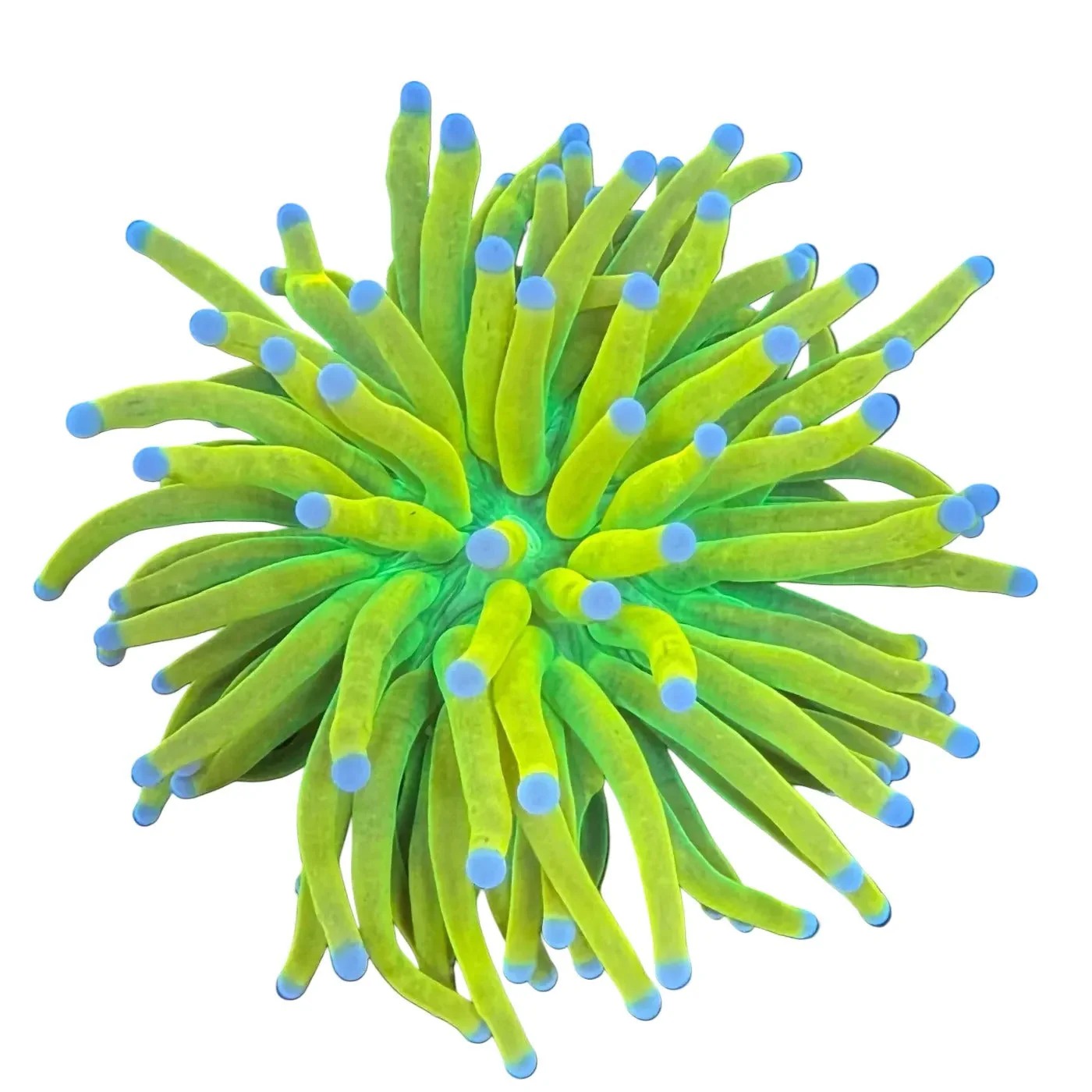 LPS Corals