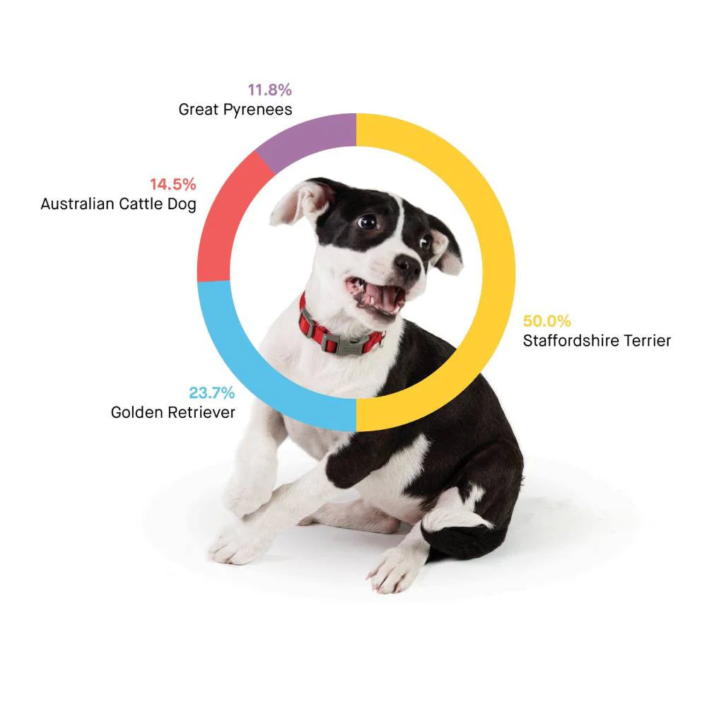 Embark Dog DNA Test, Breed Identification Kit