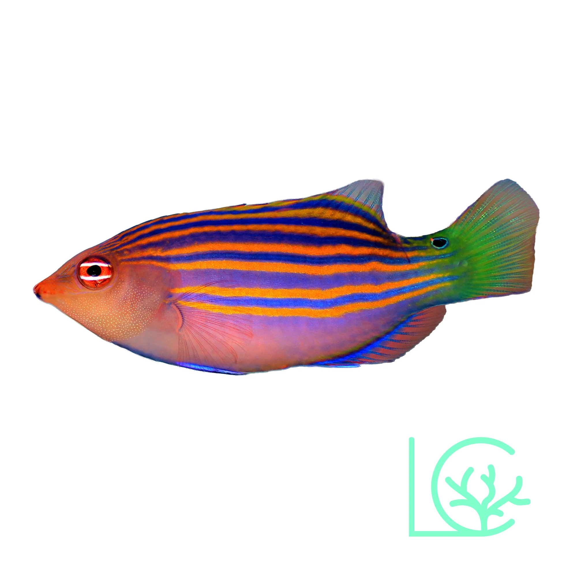Six Line Wrasse