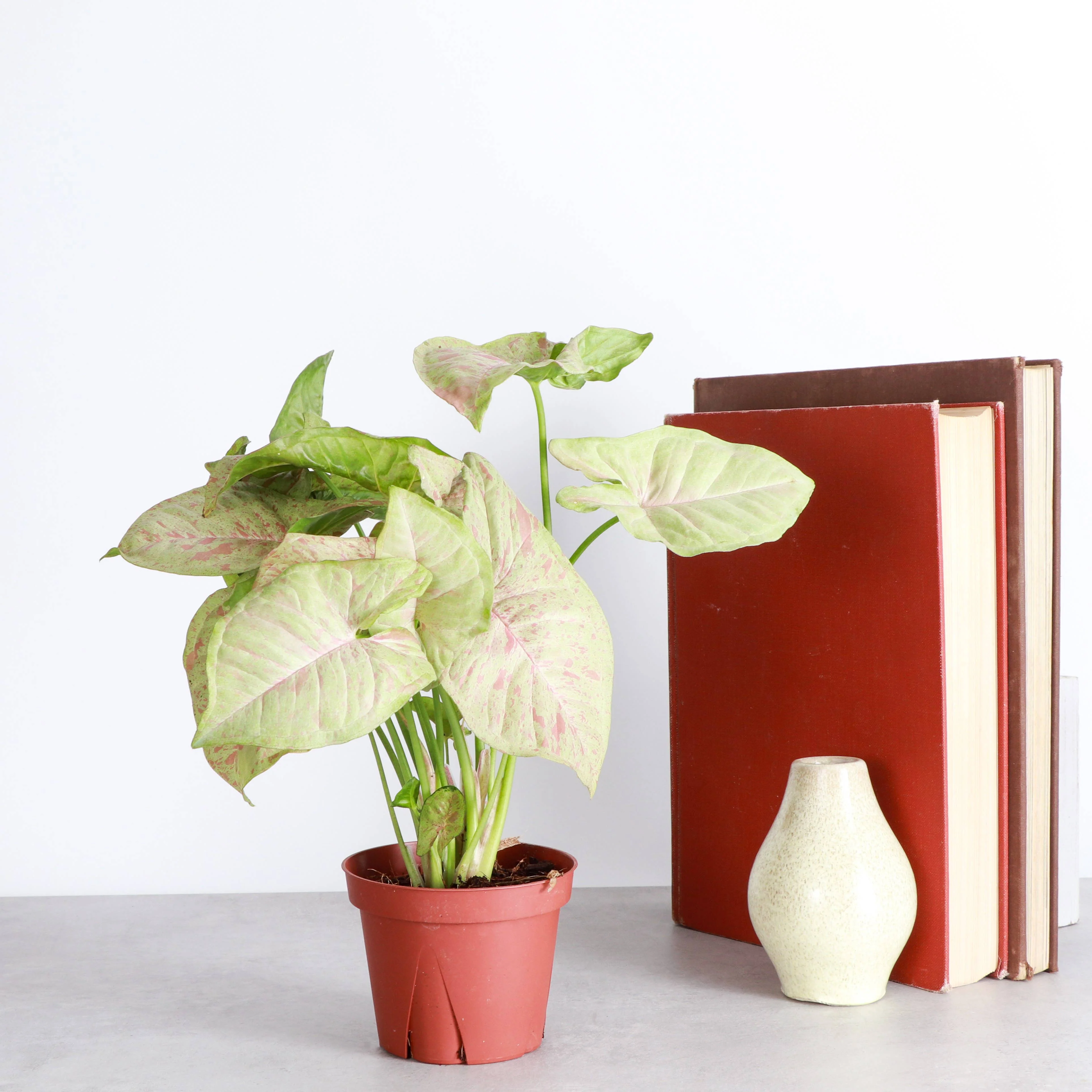 Syngonium Milk Confetti - 4