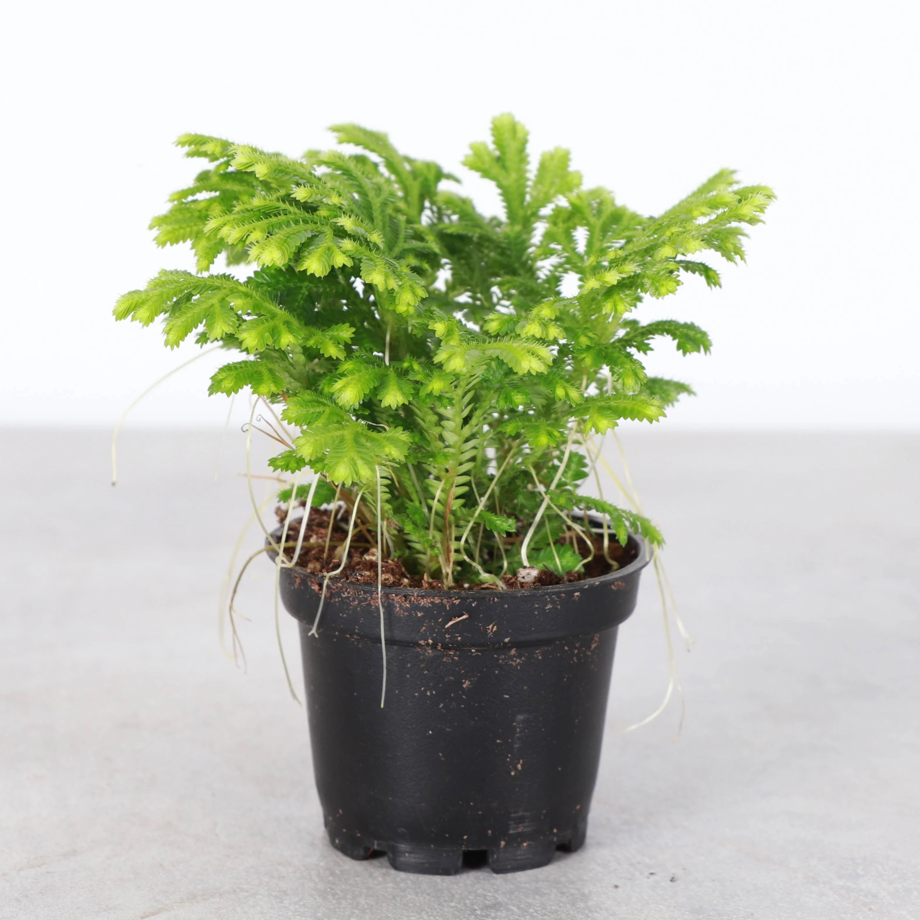 Frosty Fern Plant - Live Plant 4