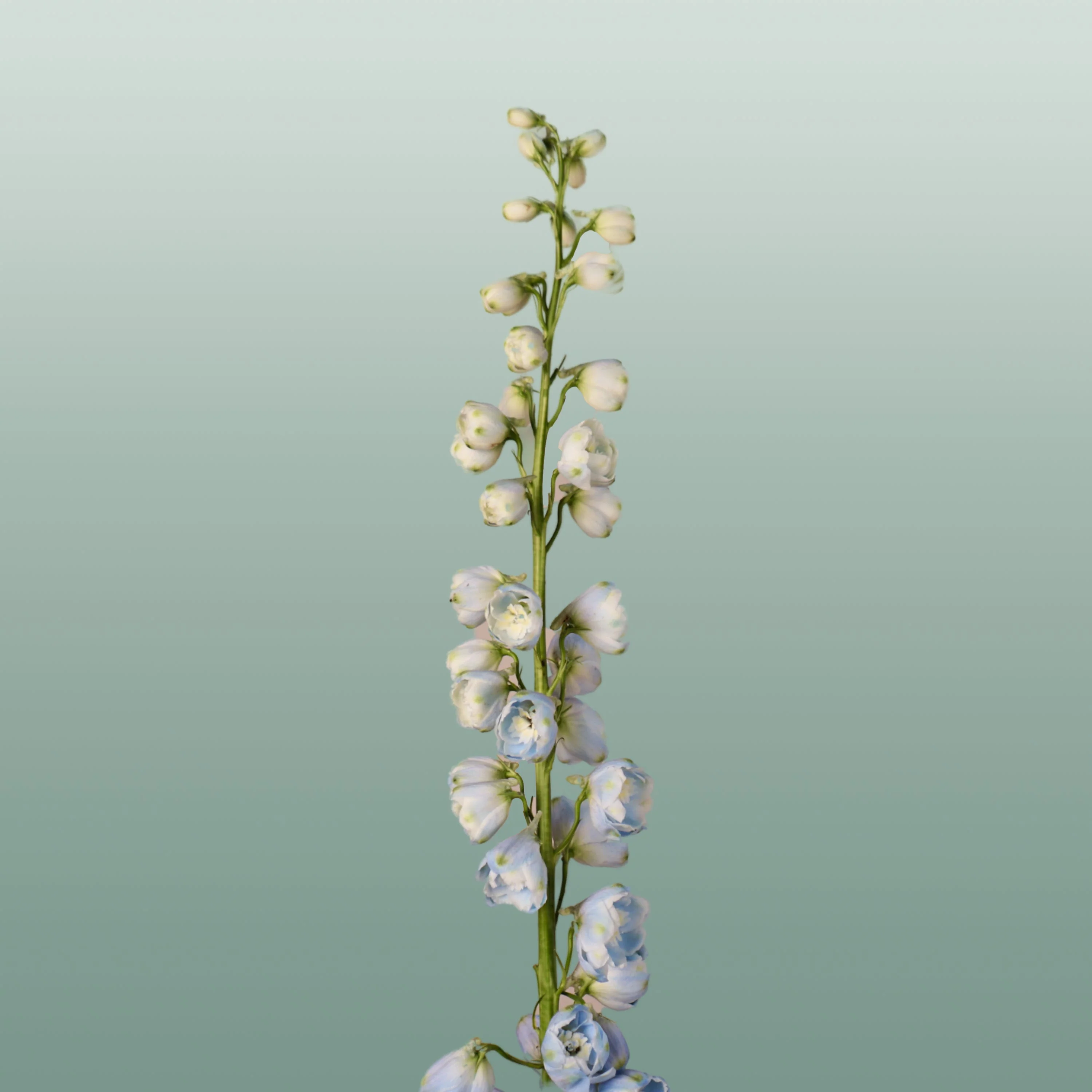 Delphinium Ballkleid (10 Stems)