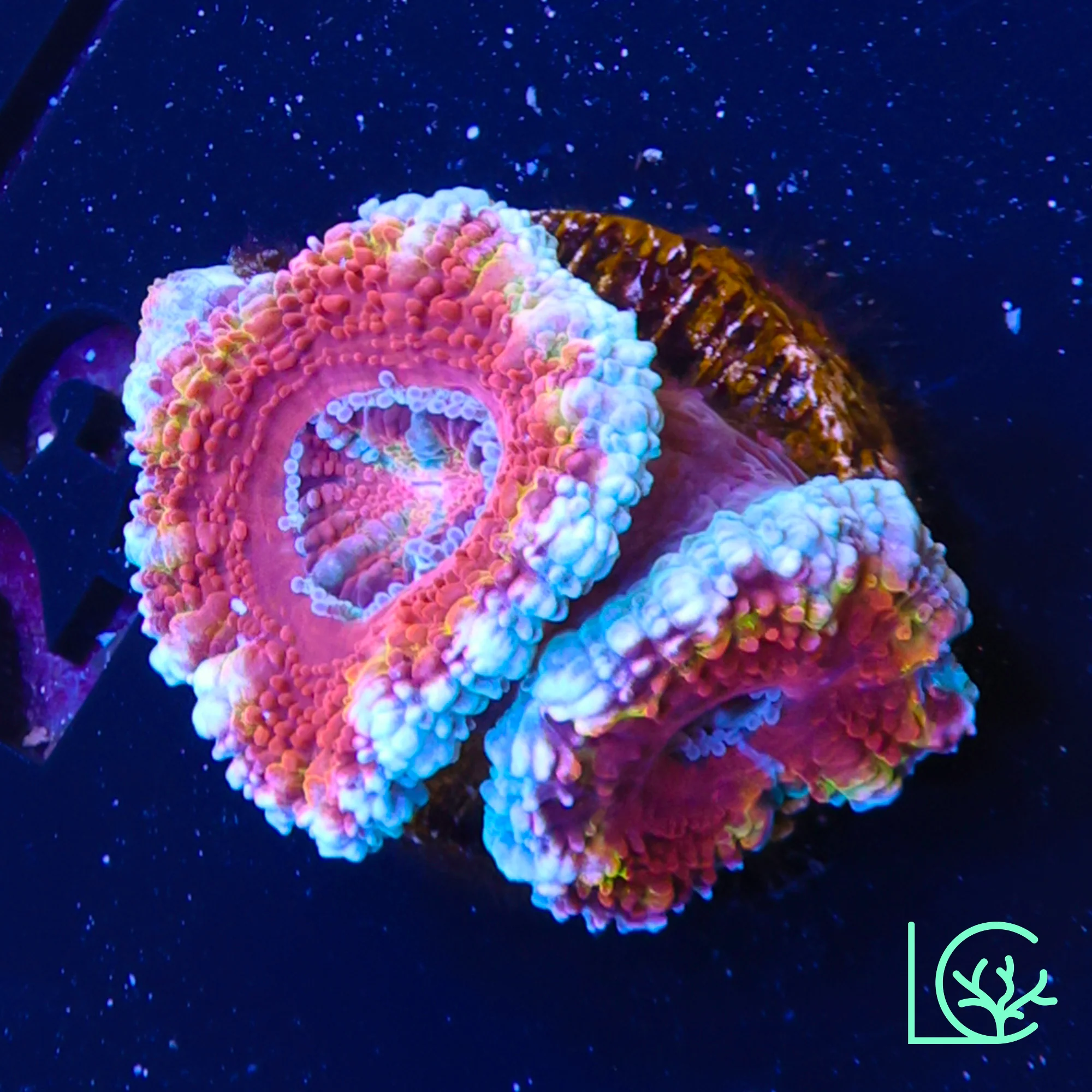 LC Rainbow Acan WYSIWYG