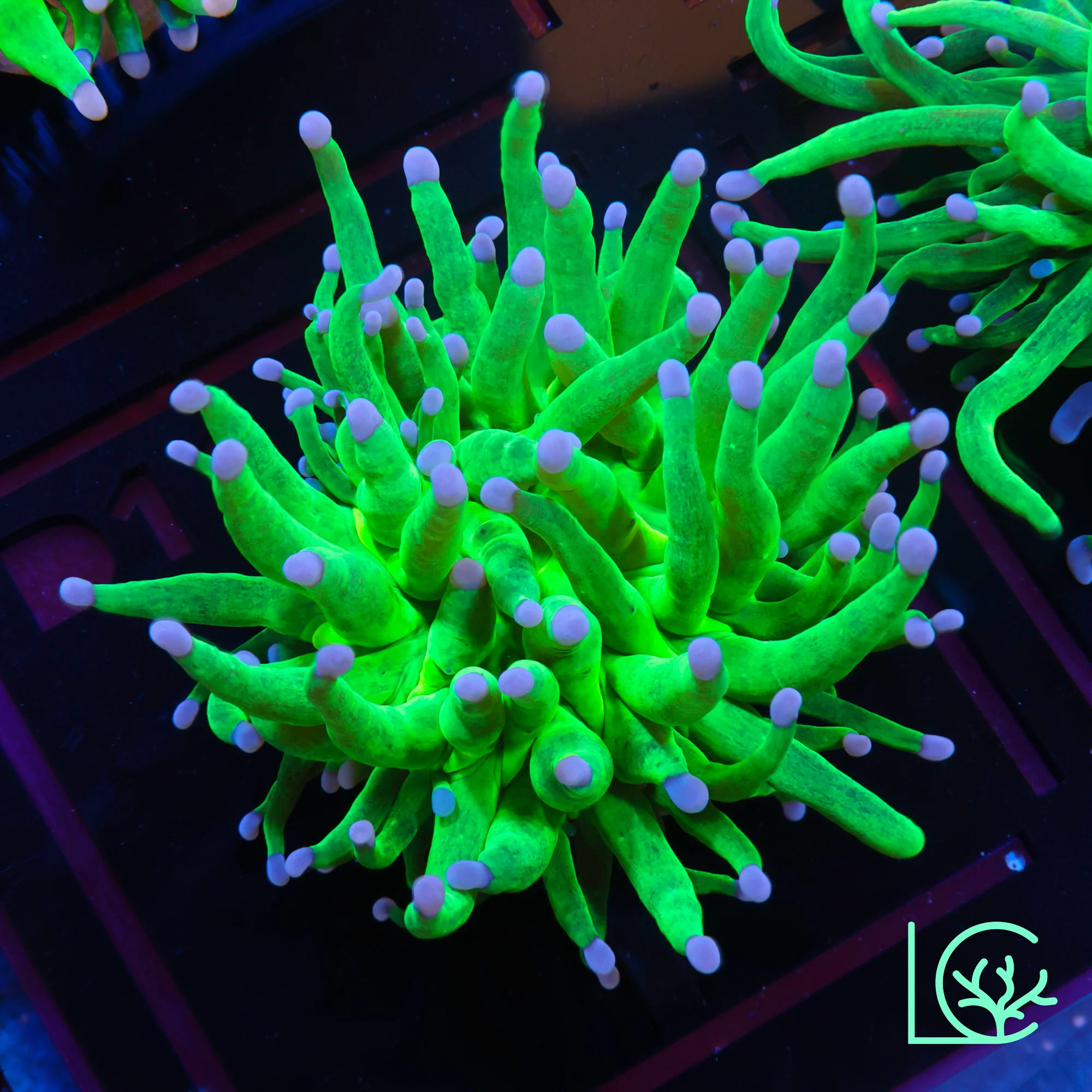 Blue Tip Holy Grail Torch WYSIWYG