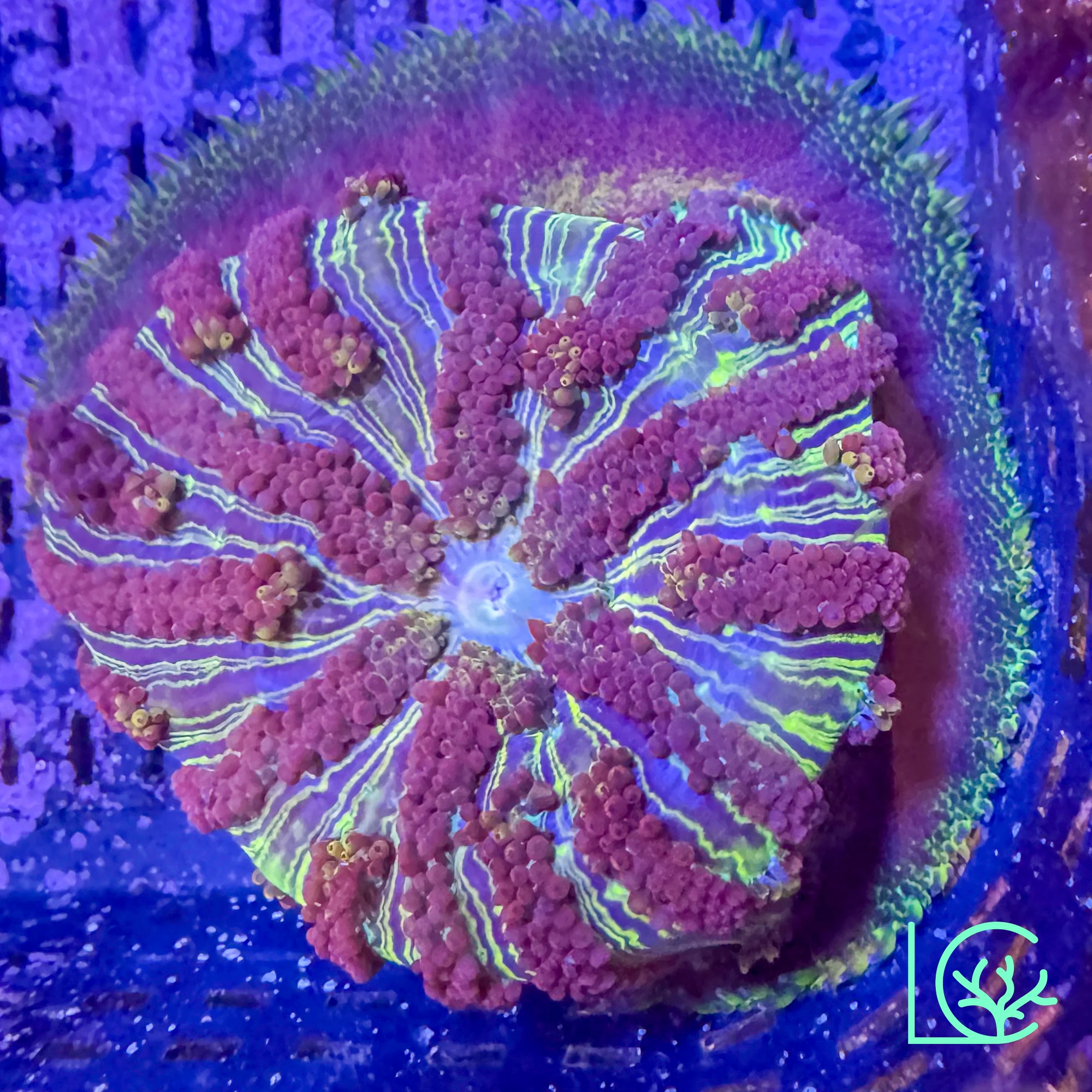 Mini Maxi Carpet Anemone WYSIWYG