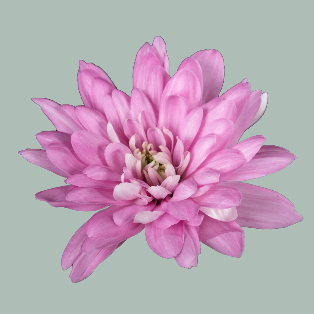 Chrysanthemum Spray Baltica/ Pink